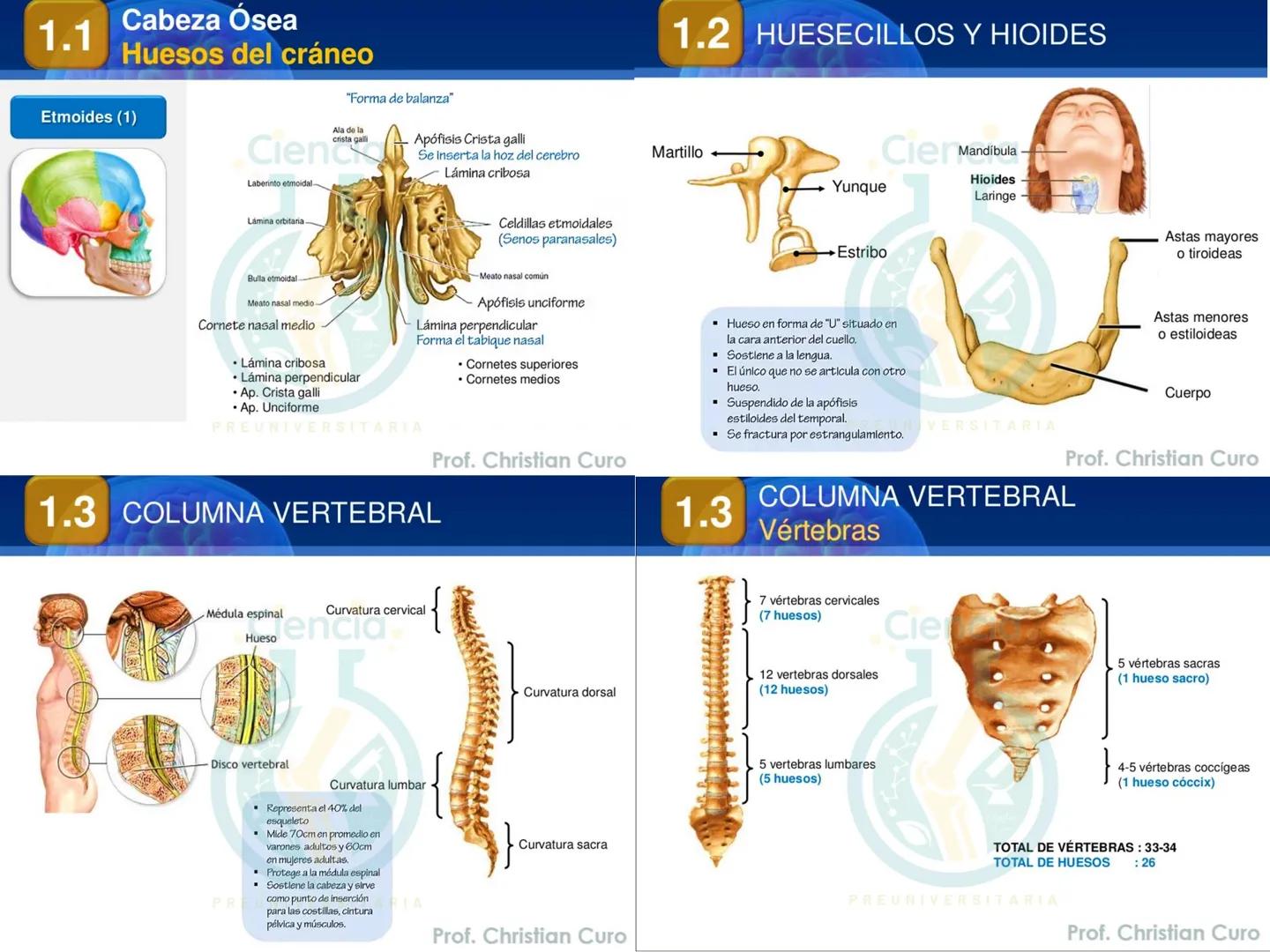 # ANATOMÍA HUMANA
# SISTEMA ÓSEO
Ciencia.
PREUNIVERSITARIA
Prof. Christian Curo
Capítulo 02
# SISTEMA ÓSEO
Conjunto de estructuras rígidas q