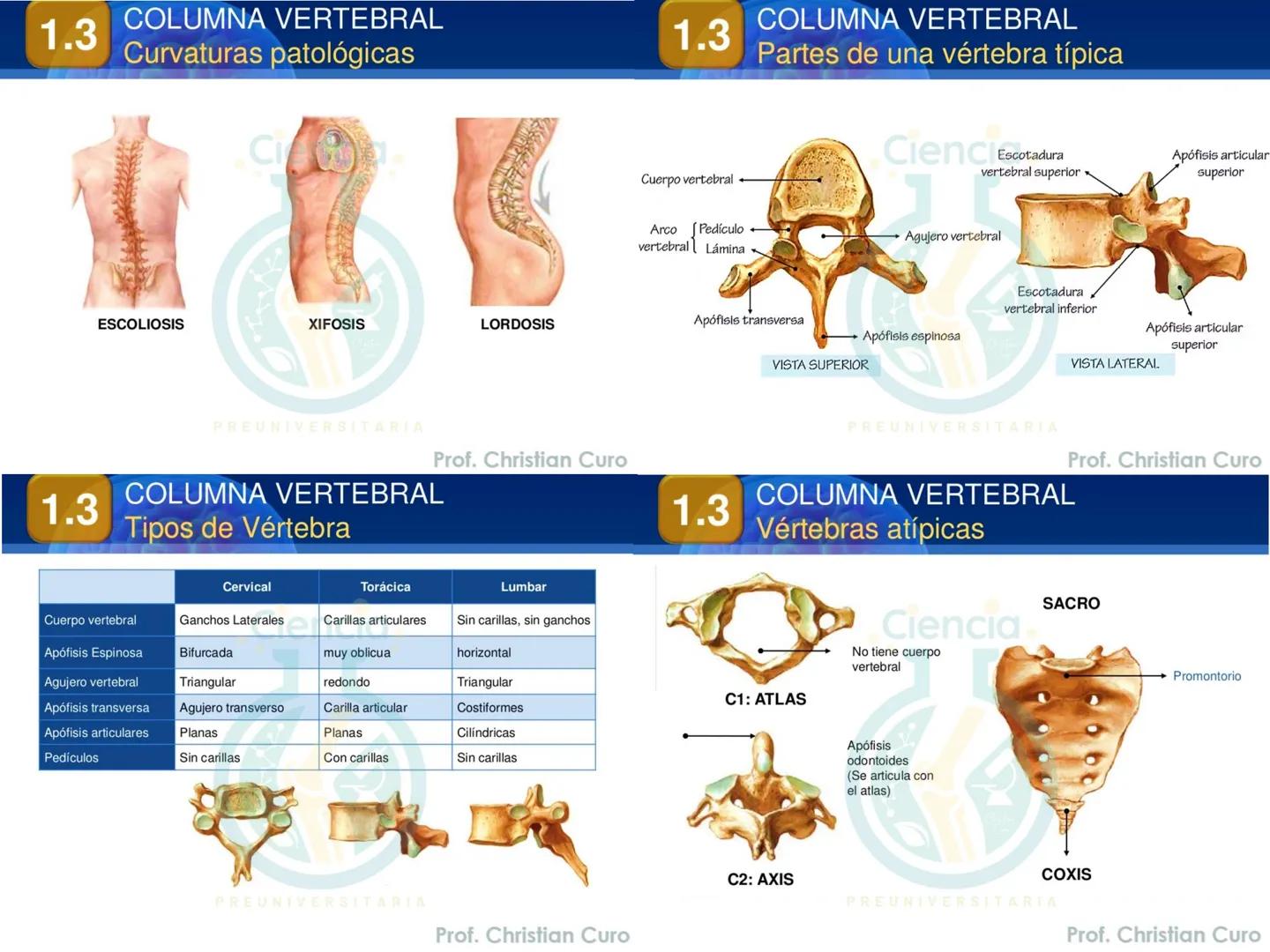 # ANATOMÍA HUMANA
# SISTEMA ÓSEO
Ciencia.
PREUNIVERSITARIA
Prof. Christian Curo
Capítulo 02
# SISTEMA ÓSEO
Conjunto de estructuras rígidas q