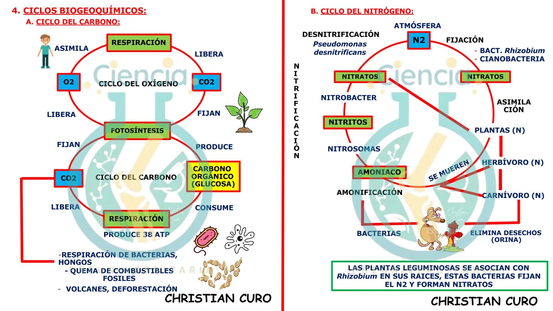 # ecología
CON CHRISTIAN CURO
.Ciencia.
PREUNIVERSITARIA
VESALIUS --- OCR Start ---
ECOLOGÍA
ESTUDIA Y DESCRIBE LAS INTERRELACIONES DE
L