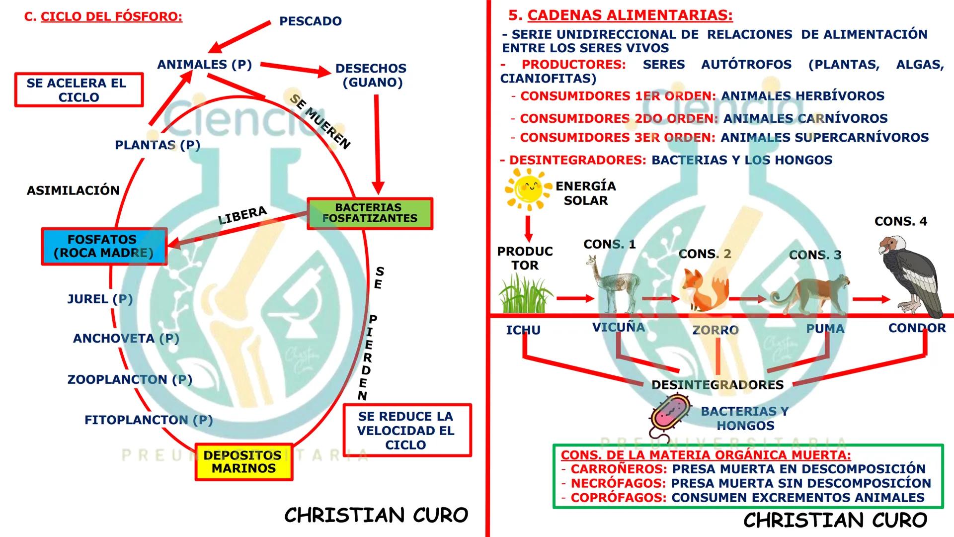 # ecología
CON CHRISTIAN CURO
.Ciencia.
PREUNIVERSITARIA
VESALIUS --- OCR Start ---
ECOLOGÍA
ESTUDIA Y DESCRIBE LAS INTERRELACIONES DE
L