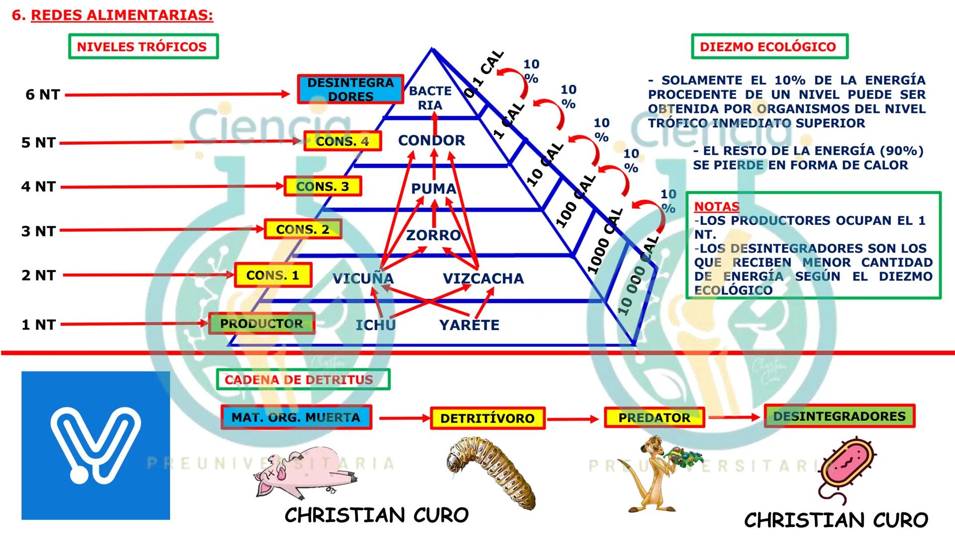 # ecología
CON CHRISTIAN CURO
.Ciencia.
PREUNIVERSITARIA
VESALIUS --- OCR Start ---
ECOLOGÍA
ESTUDIA Y DESCRIBE LAS INTERRELACIONES DE
L