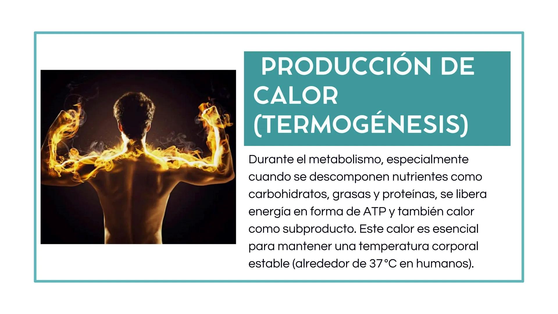 # PROCESO
# METABÓLICO Y
# REGULACIÓN DE
# LA
# TEMPERATURA
# CORPORAL # INTRODUCCIÓN
El metabolismo es el conjunto de reacciones
químicas