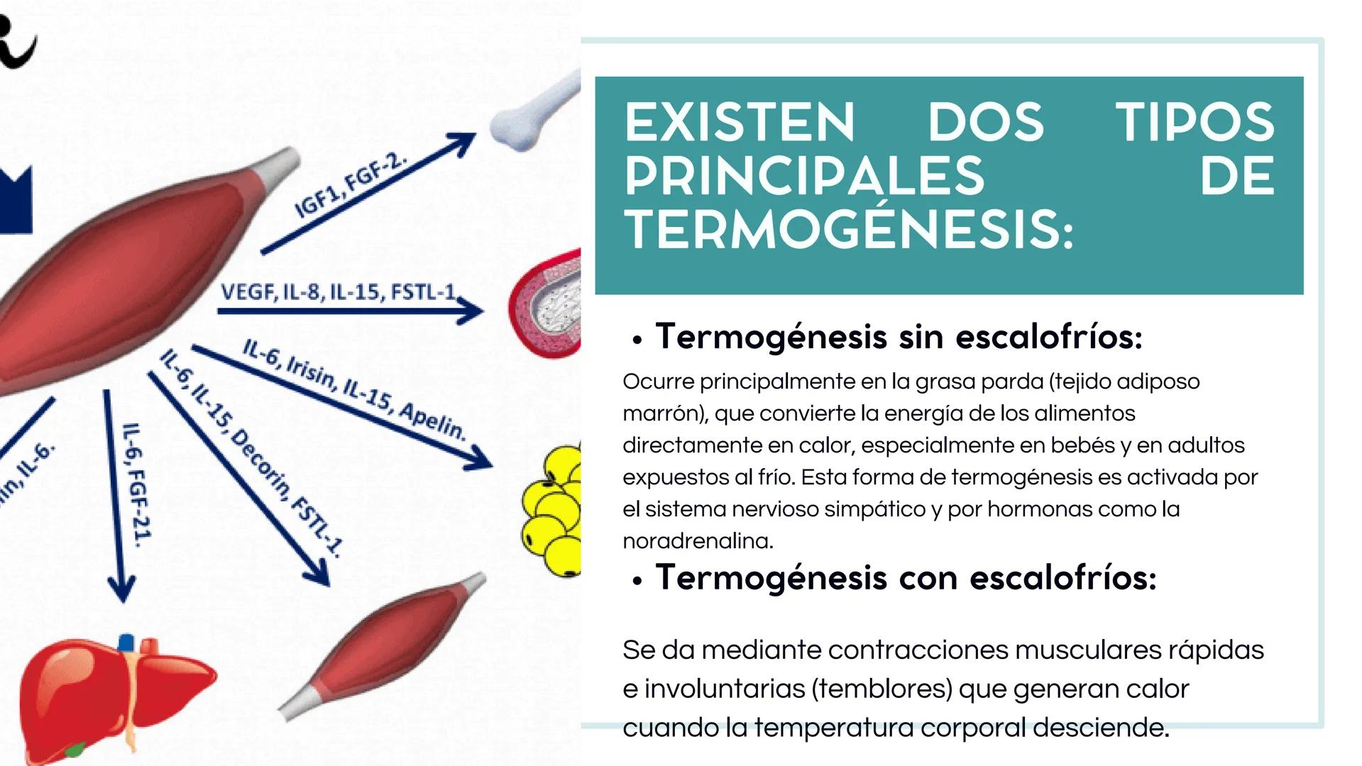 # PROCESO
# METABÓLICO Y
# REGULACIÓN DE
# LA
# TEMPERATURA
# CORPORAL # INTRODUCCIÓN
El metabolismo es el conjunto de reacciones
químicas