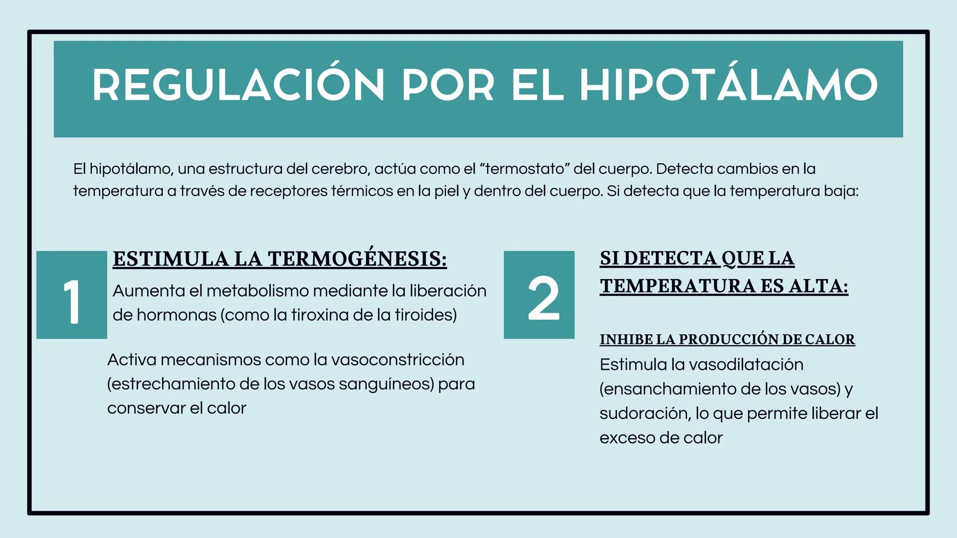 # PROCESO
# METABÓLICO Y
# REGULACIÓN DE
# LA
# TEMPERATURA
# CORPORAL # INTRODUCCIÓN
El metabolismo es el conjunto de reacciones
químicas