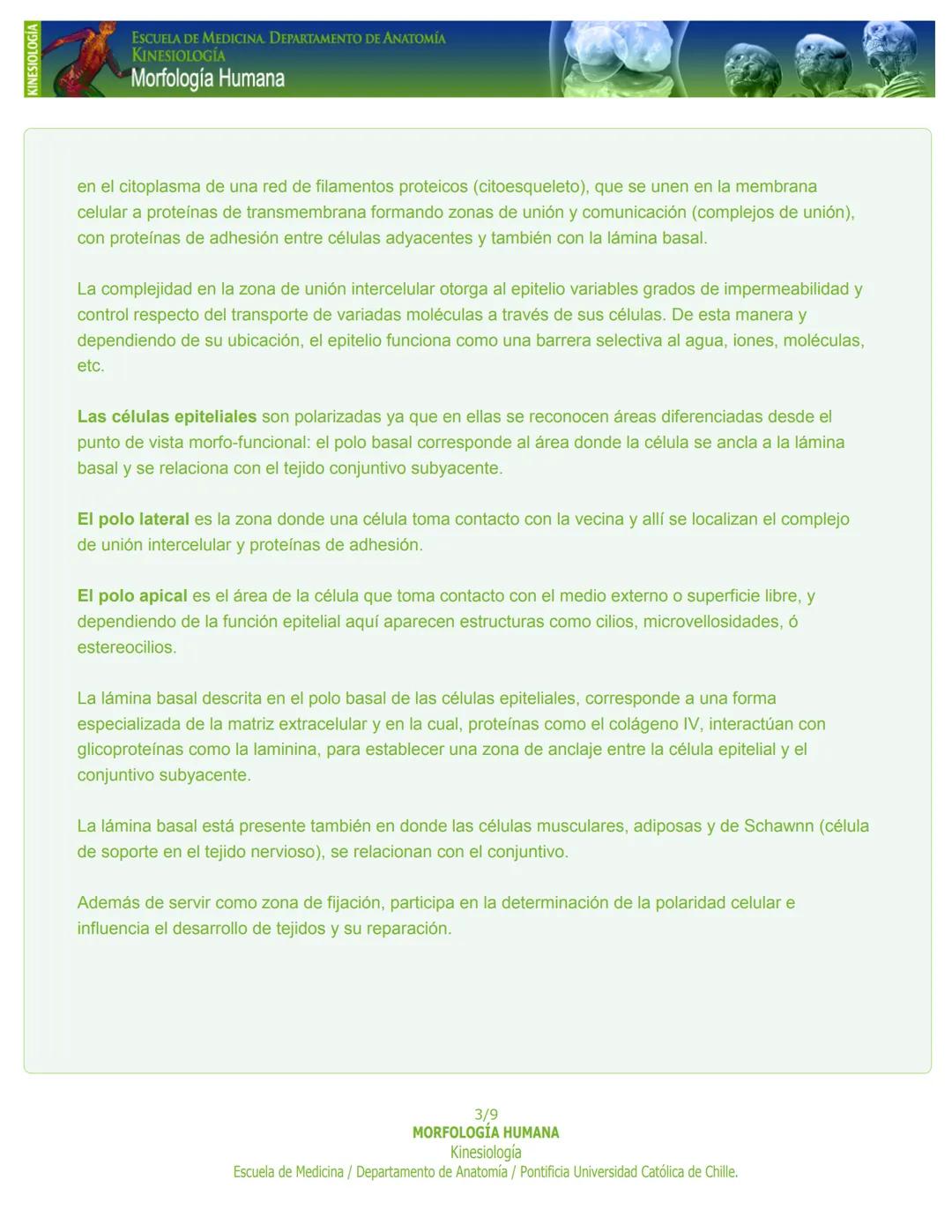 # KINESIOLOGÍA
ESCUELA DE MEDICINA. DEPARTAMENTO DE ANATOMIA
KINESIOLOGÍA
Morfología Humana
PASO 1. Capítulo 1: Tejido Epitelial
Introducc