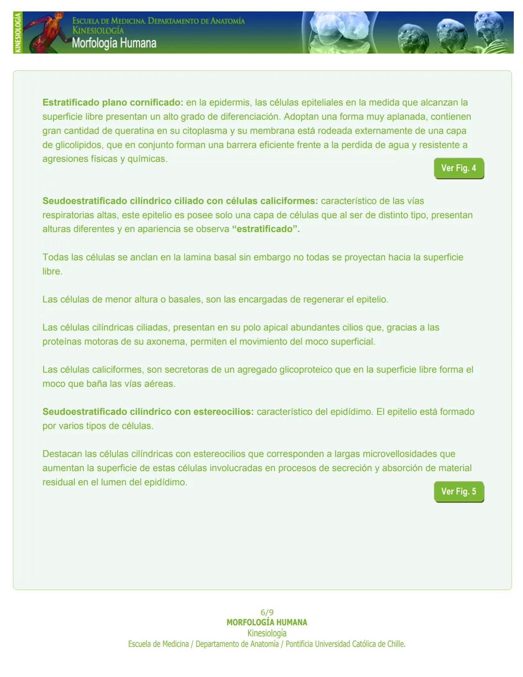 # KINESIOLOGÍA
ESCUELA DE MEDICINA. DEPARTAMENTO DE ANATOMIA
KINESIOLOGÍA
Morfología Humana
PASO 1. Capítulo 1: Tejido Epitelial
Introducc