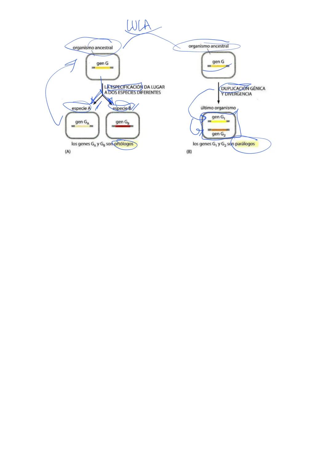 ***Mega Resumen: Células y Genomas
Actualizado y Ampliado
1. Información Hereditaria y Material Genético
ADN:
(doble h
azucar
Estructura: Do