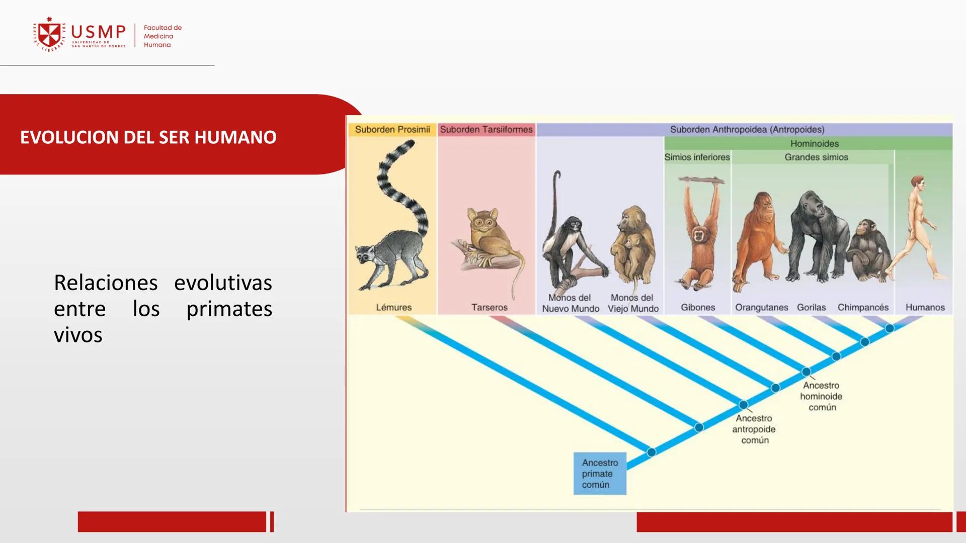 # ORIGEN DE LA VIDA, EVOLUCIÓN,
# NIVELES DE ORGANIZACIÓN Y
# CLASIFICACIÓN DE LOS SERES VIVOS
Introducción a la Biología
03/03/2025
Msc.