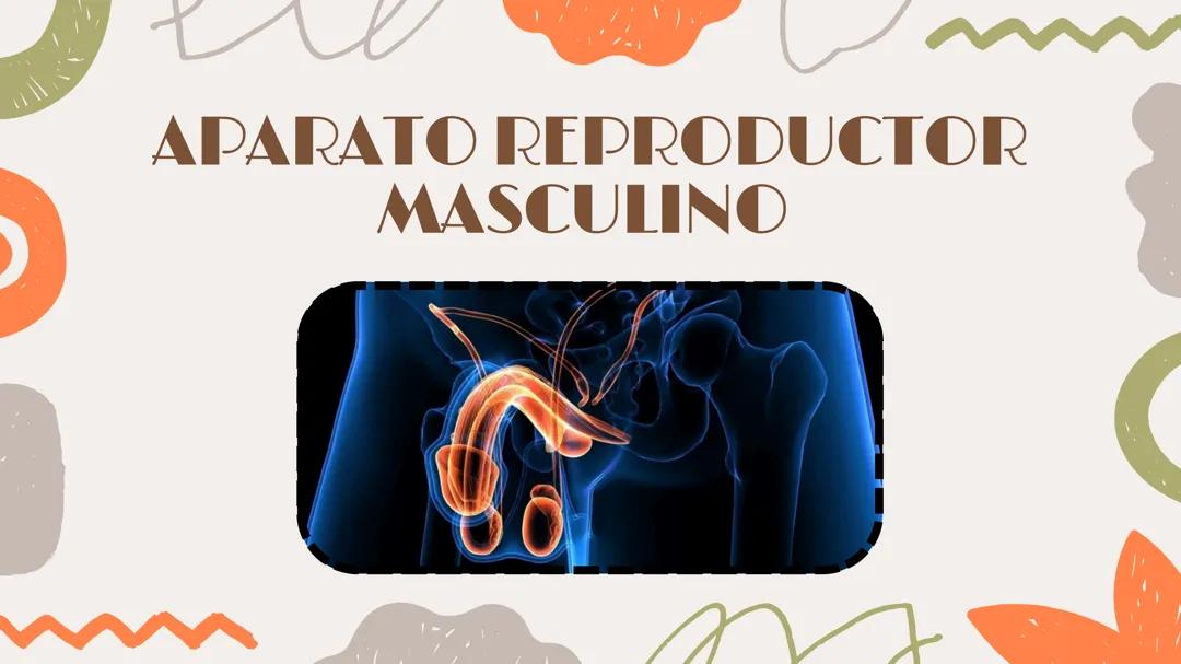 APARATO REPRODUCTOR MASCULINO :)