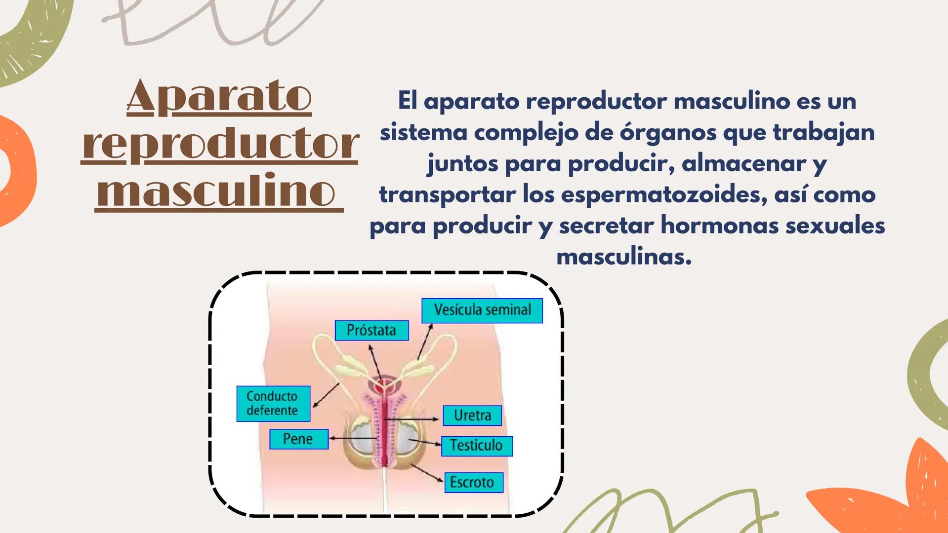 # APARATO REPRODUCTOR MASCULINO Aparato El aparato reproductor masculino es un
reproductor sistema complejo de órganos que trabajan
masculin