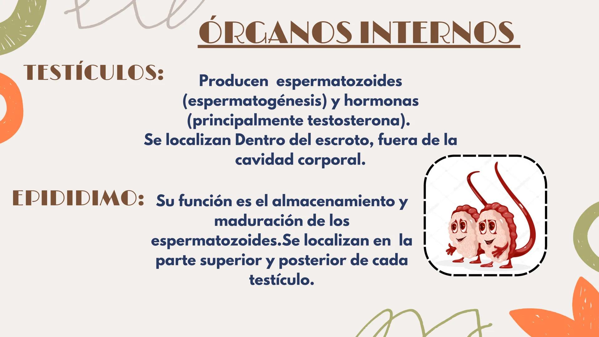 # APARATO REPRODUCTOR MASCULINO Aparato El aparato reproductor masculino es un
reproductor sistema complejo de órganos que trabajan
masculin