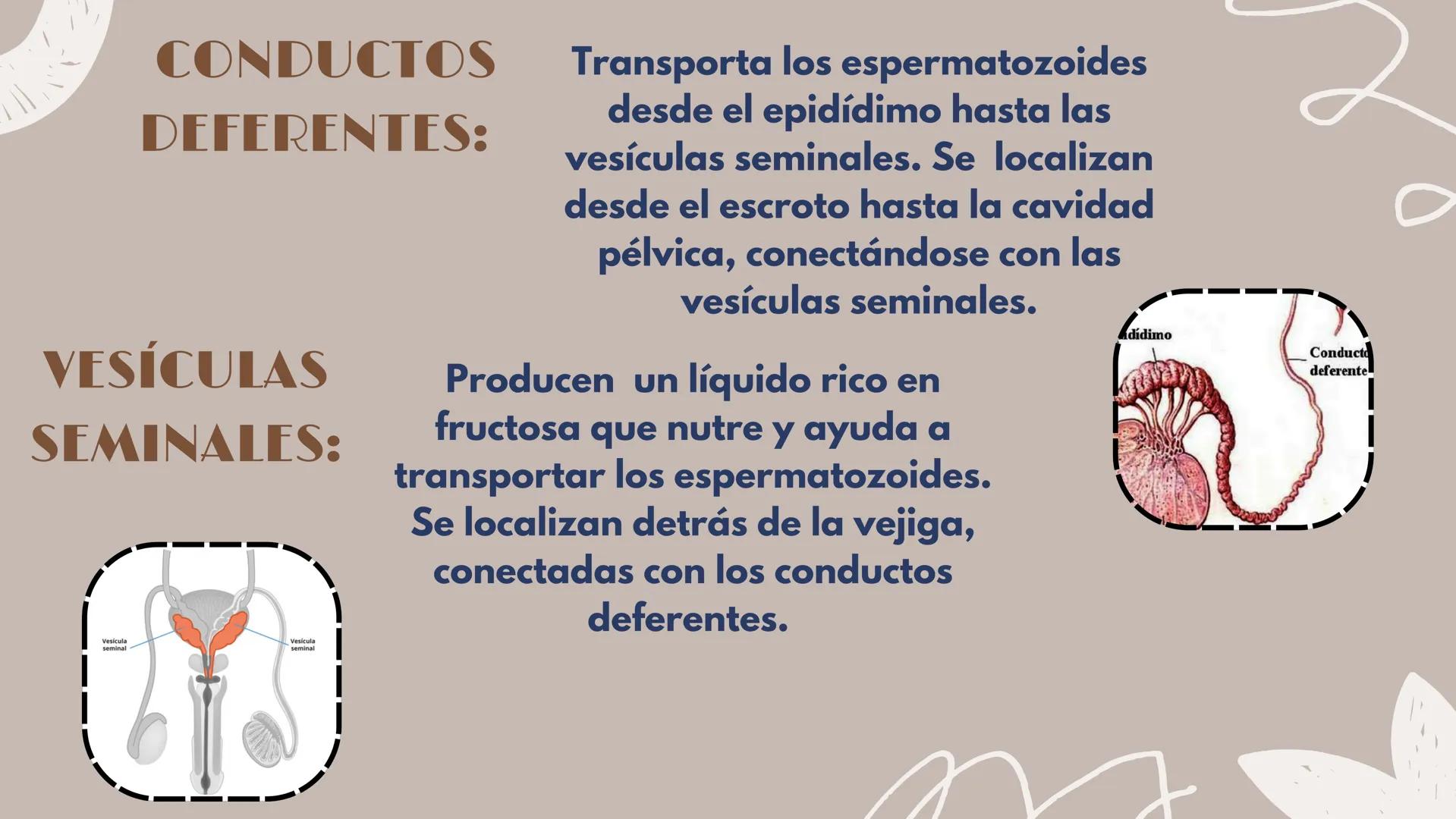 # APARATO REPRODUCTOR MASCULINO Aparato El aparato reproductor masculino es un
reproductor sistema complejo de órganos que trabajan
masculin