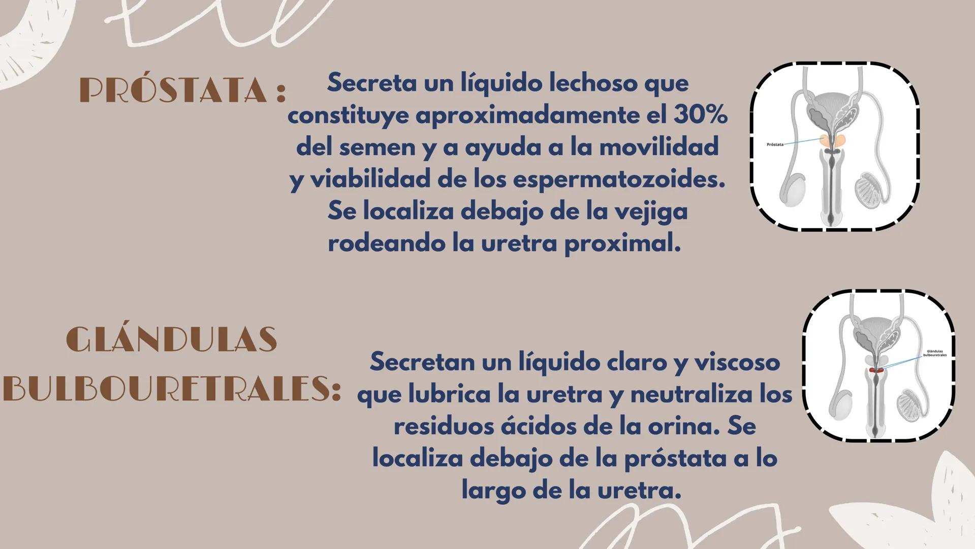 # APARATO REPRODUCTOR MASCULINO Aparato El aparato reproductor masculino es un
reproductor sistema complejo de órganos que trabajan
masculin