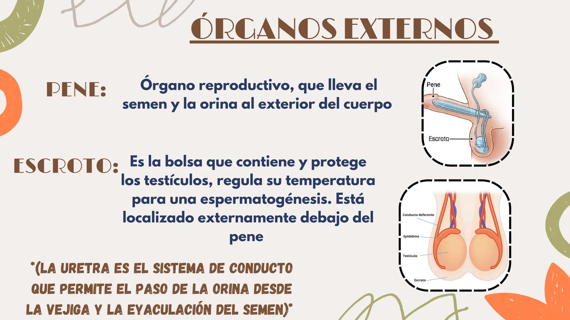 # APARATO REPRODUCTOR MASCULINO Aparato El aparato reproductor masculino es un
reproductor sistema complejo de órganos que trabajan
masculin