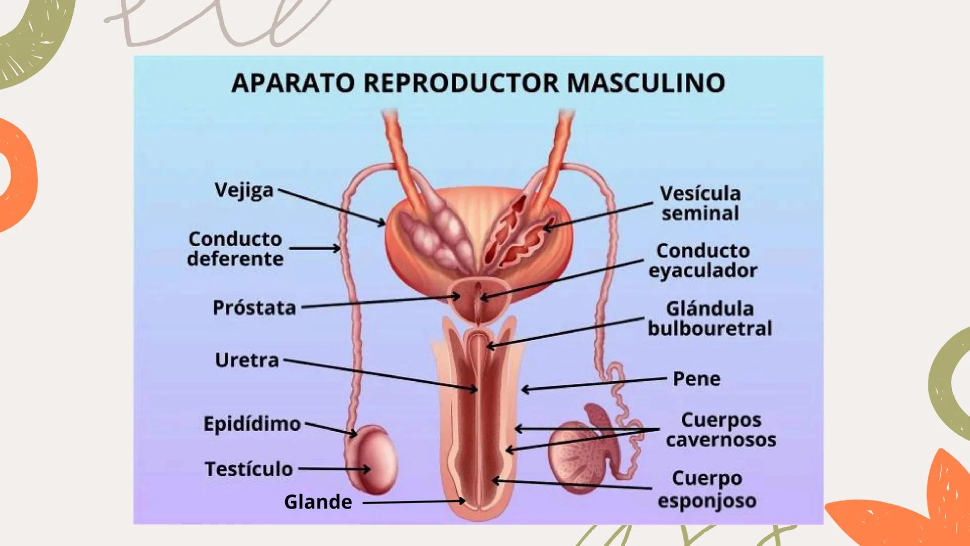 # APARATO REPRODUCTOR MASCULINO Aparato El aparato reproductor masculino es un
reproductor sistema complejo de órganos que trabajan
masculin