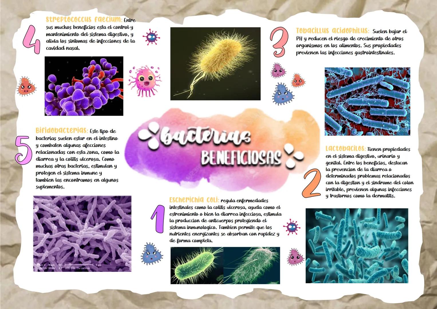 streptococcus faecium: Entre
sus muchos beneficios esta el control y
mantenimiento del sistema digestivo, y
alivia los sintomas de infeccion