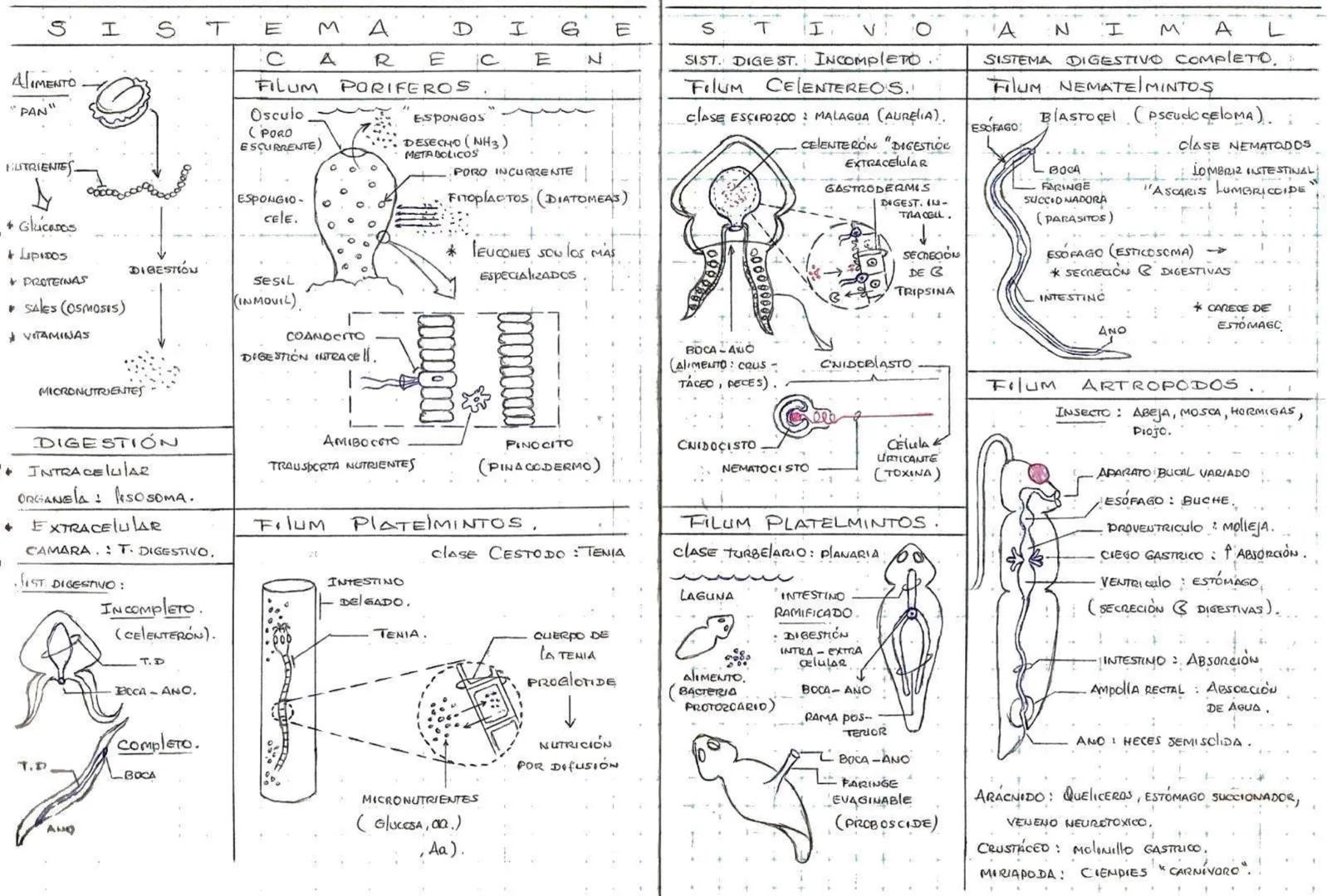 SISTEMA DIG
ALIMENTO
"PAN"
BLITRIENTES
+ Glicasos
LIPIDOS
200
DIGESTIÓN
CARECEN
FILUM PORIFEROS
Osculo
(PORO
ESCURRENTE)
ESPONGIO-
Cele.
ESP