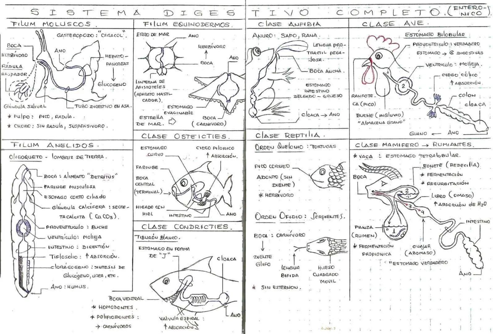 SISTEMA DIG
ALIMENTO
"PAN"
BLITRIENTES
+ Glicasos
LIPIDOS
200
DIGESTIÓN
CARECEN
FILUM PORIFEROS
Osculo
(PORO
ESCURRENTE)
ESPONGIO-
Cele.
ESP