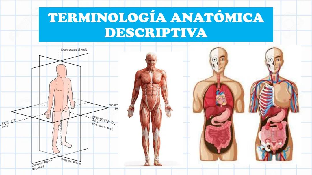 TERMINOLOGÍA ANATÓMICA DESCRIPTIVA