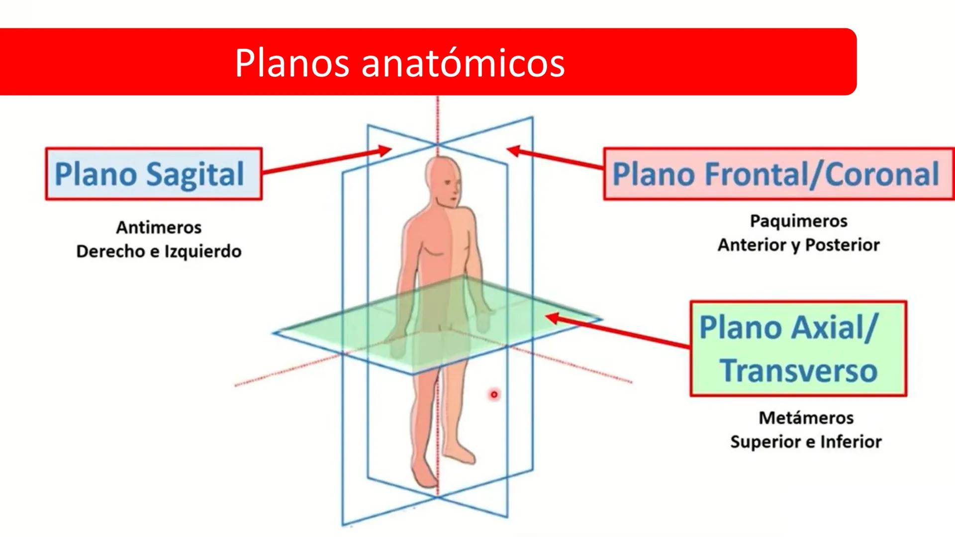 Left-right
Axis
TERMINOLOGÍA ANATÓMICA
DESCRIPTIVA
Craniocaudal Axis
Coronal Plane
(Frontal)
Sagittal Plane
Transve
(A:
Anteroposterior__
Ax