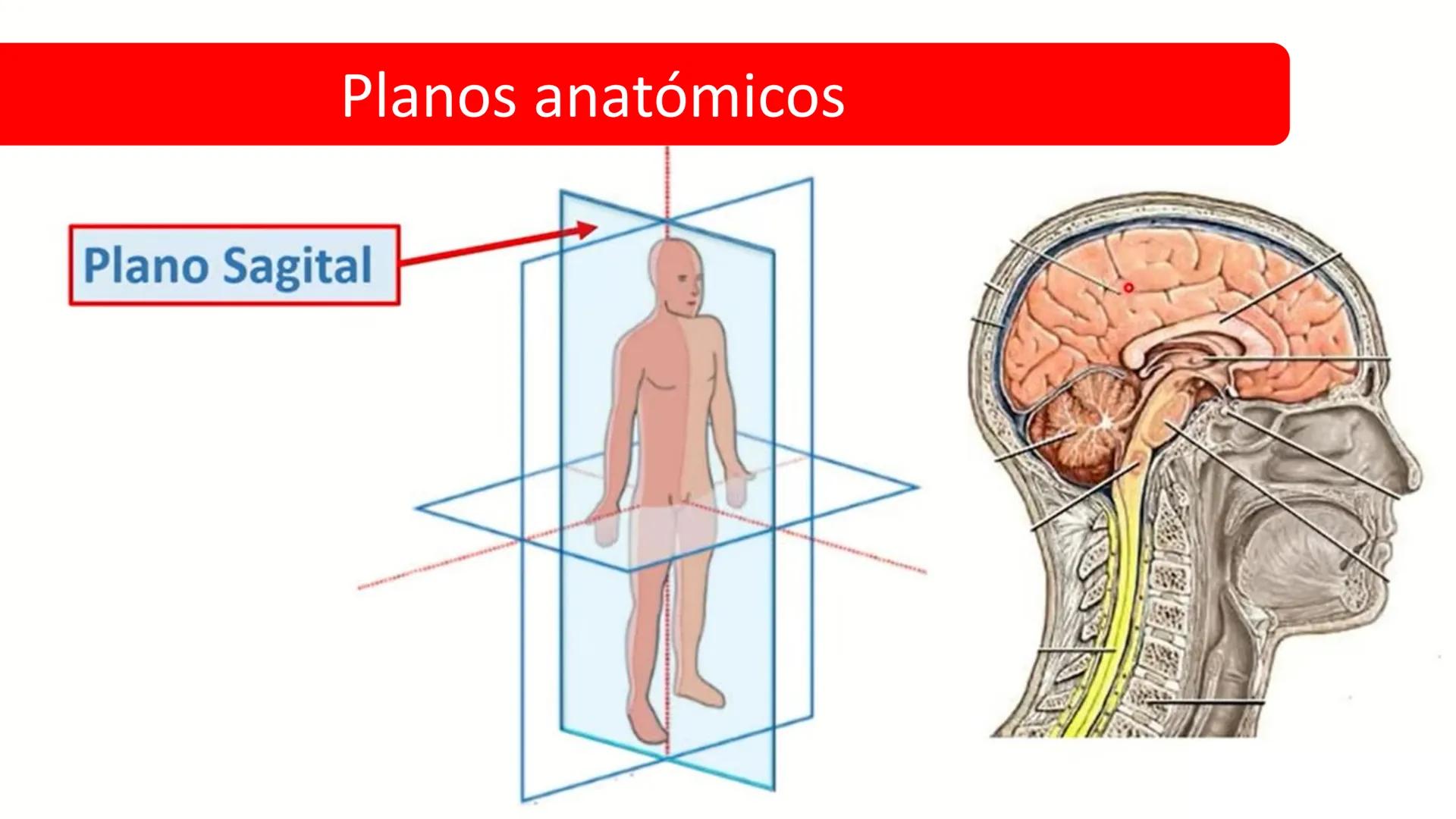 Left-right
Axis
TERMINOLOGÍA ANATÓMICA
DESCRIPTIVA
Craniocaudal Axis
Coronal Plane
(Frontal)
Sagittal Plane
Transve
(A:
Anteroposterior__
Ax
