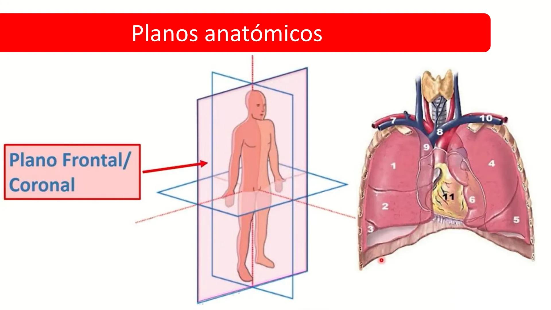 Left-right
Axis
TERMINOLOGÍA ANATÓMICA
DESCRIPTIVA
Craniocaudal Axis
Coronal Plane
(Frontal)
Sagittal Plane
Transve
(A:
Anteroposterior__
Ax