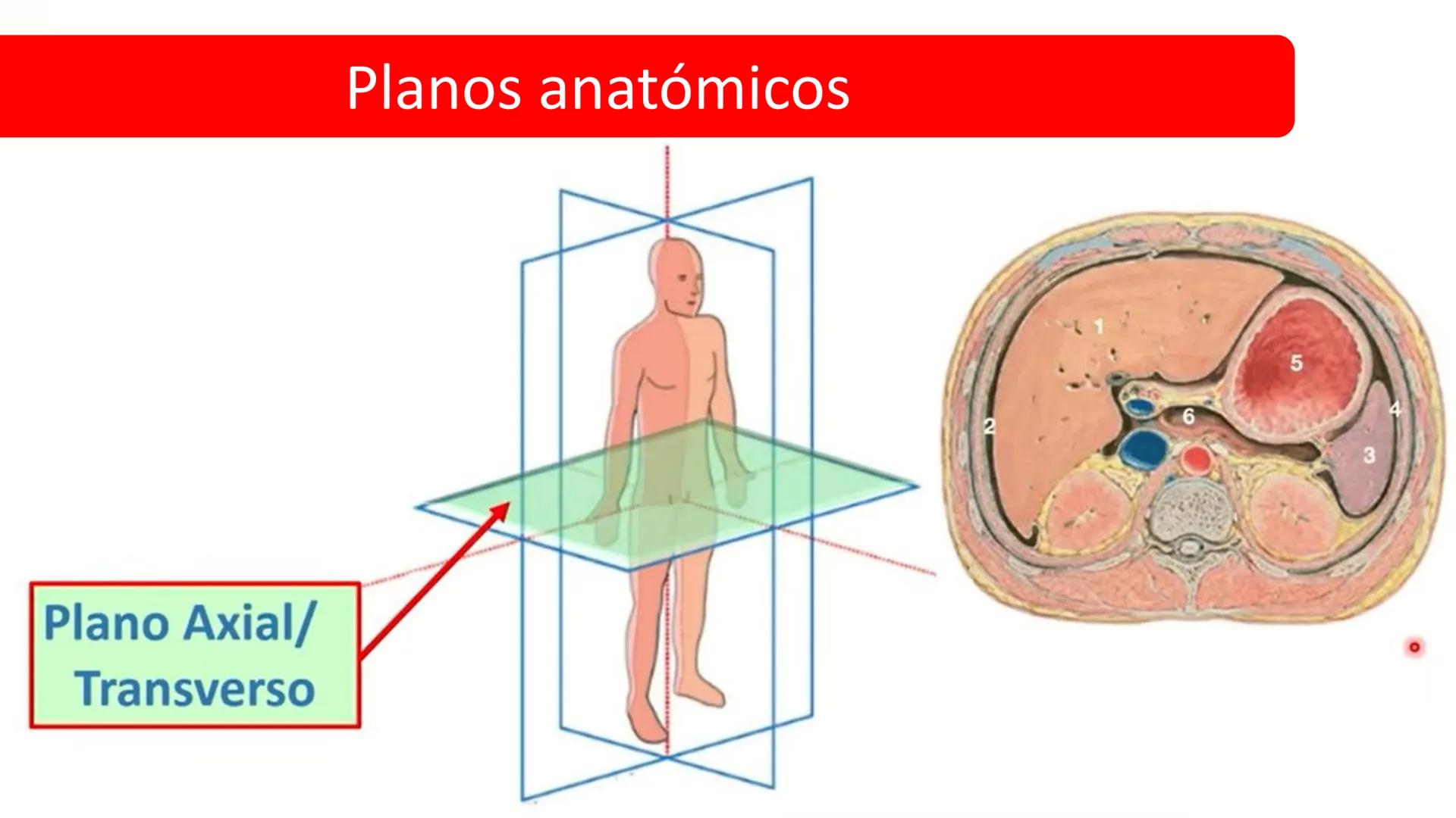 Left-right
Axis
TERMINOLOGÍA ANATÓMICA
DESCRIPTIVA
Craniocaudal Axis
Coronal Plane
(Frontal)
Sagittal Plane
Transve
(A:
Anteroposterior__
Ax