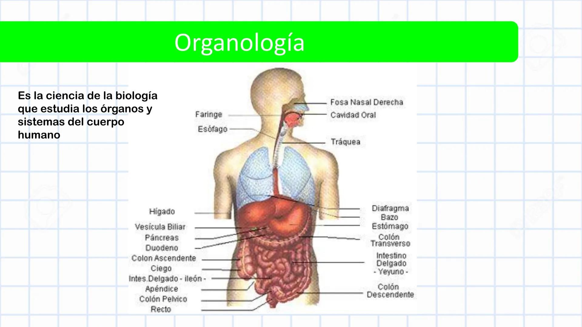 Left-right
Axis
TERMINOLOGÍA ANATÓMICA
DESCRIPTIVA
Craniocaudal Axis
Coronal Plane
(Frontal)
Sagittal Plane
Transve
(A:
Anteroposterior__
Ax