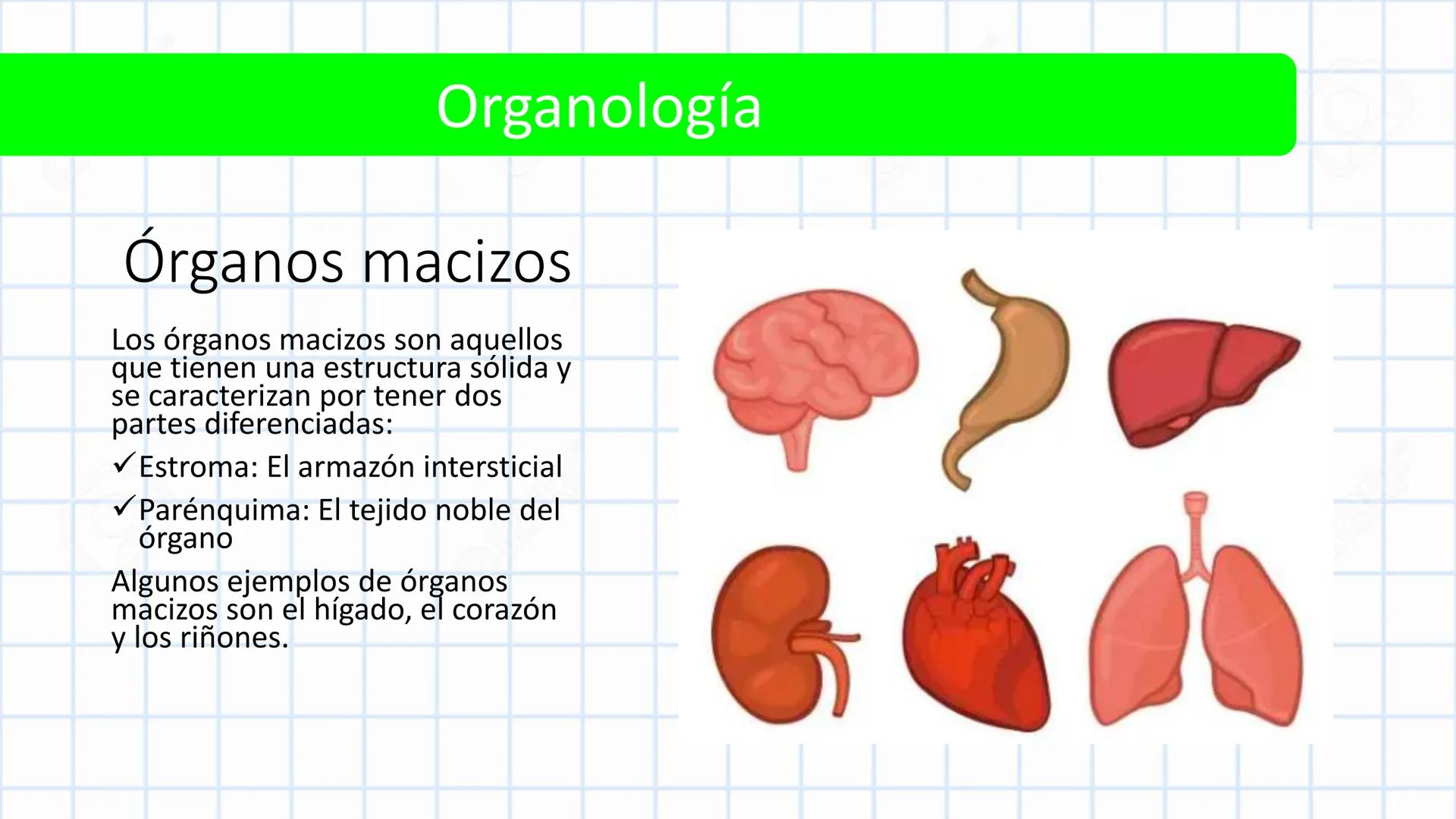Left-right
Axis
TERMINOLOGÍA ANATÓMICA
DESCRIPTIVA
Craniocaudal Axis
Coronal Plane
(Frontal)
Sagittal Plane
Transve
(A:
Anteroposterior__
Ax