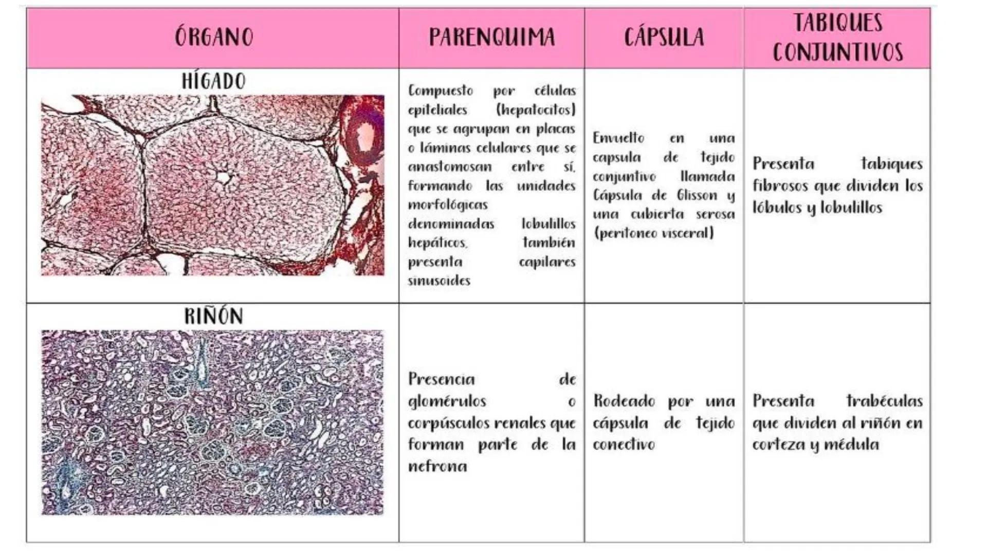 Left-right
Axis
TERMINOLOGÍA ANATÓMICA
DESCRIPTIVA
Craniocaudal Axis
Coronal Plane
(Frontal)
Sagittal Plane
Transve
(A:
Anteroposterior__
Ax