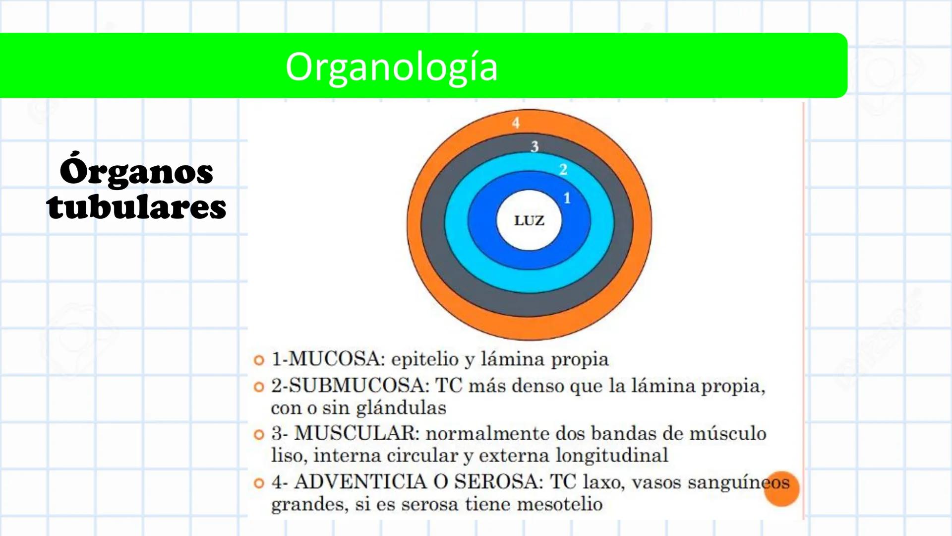 Left-right
Axis
TERMINOLOGÍA ANATÓMICA
DESCRIPTIVA
Craniocaudal Axis
Coronal Plane
(Frontal)
Sagittal Plane
Transve
(A:
Anteroposterior__
Ax