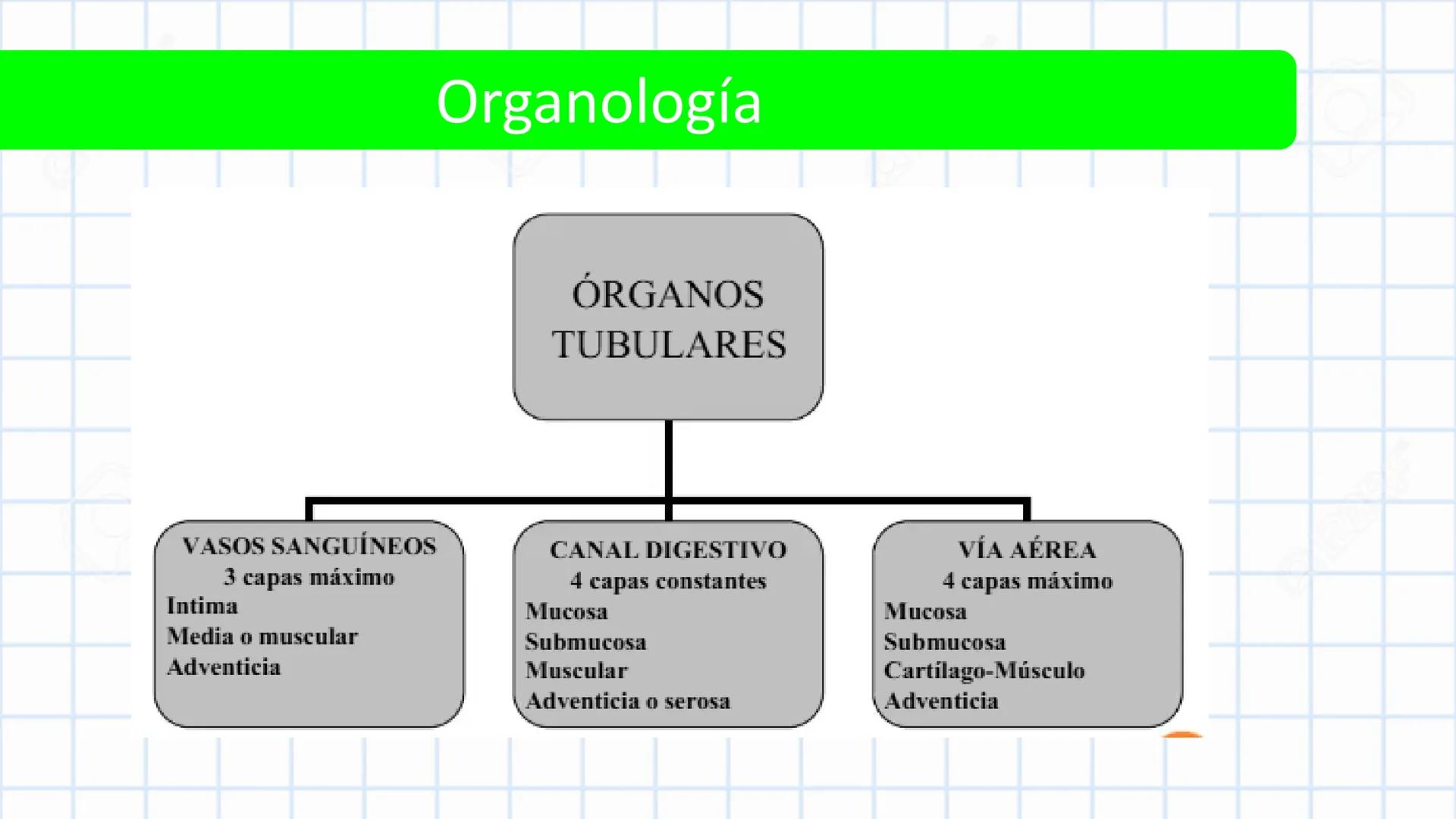Left-right
Axis
TERMINOLOGÍA ANATÓMICA
DESCRIPTIVA
Craniocaudal Axis
Coronal Plane
(Frontal)
Sagittal Plane
Transve
(A:
Anteroposterior__
Ax