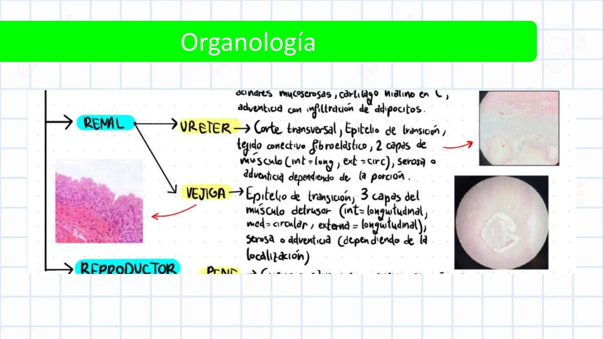 Left-right
Axis
TERMINOLOGÍA ANATÓMICA
DESCRIPTIVA
Craniocaudal Axis
Coronal Plane
(Frontal)
Sagittal Plane
Transve
(A:
Anteroposterior__
Ax