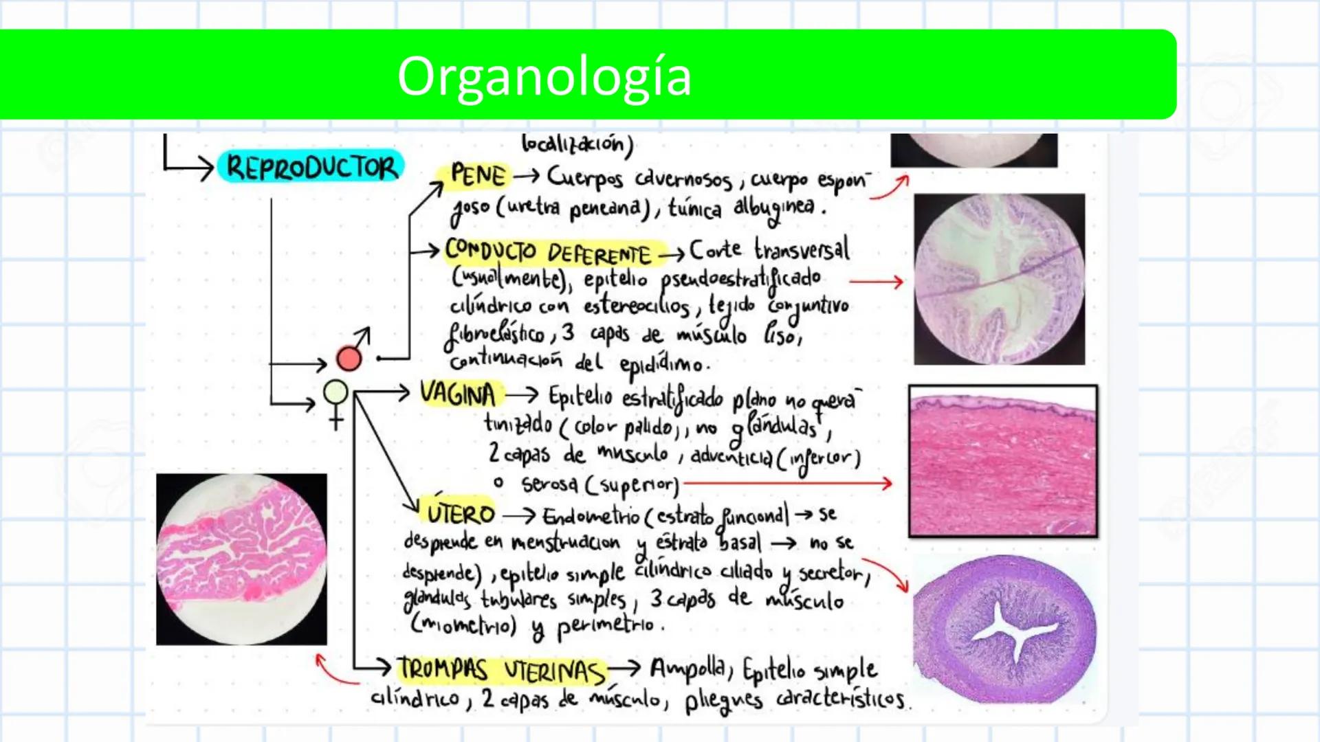 Left-right
Axis
TERMINOLOGÍA ANATÓMICA
DESCRIPTIVA
Craniocaudal Axis
Coronal Plane
(Frontal)
Sagittal Plane
Transve
(A:
Anteroposterior__
Ax