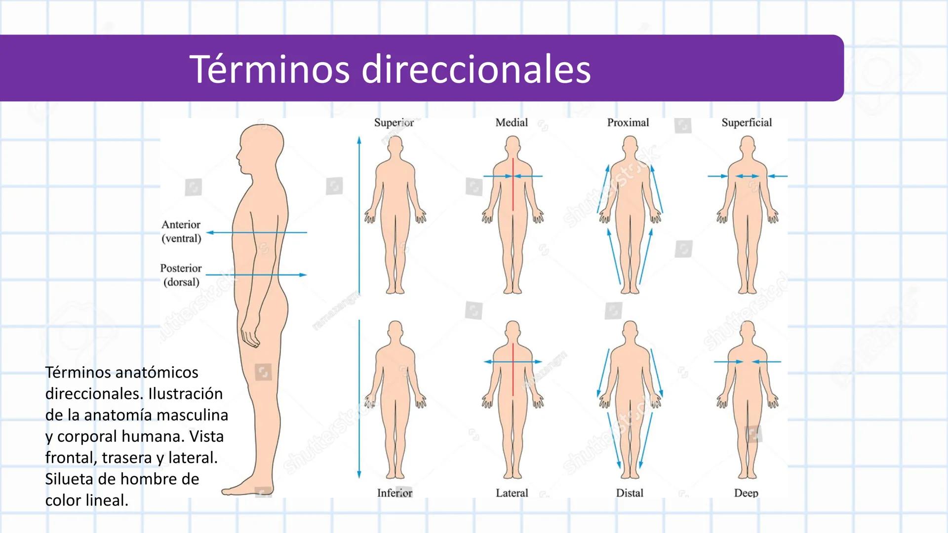 Left-right
Axis
TERMINOLOGÍA ANATÓMICA
DESCRIPTIVA
Craniocaudal Axis
Coronal Plane
(Frontal)
Sagittal Plane
Transve
(A:
Anteroposterior__
Ax
