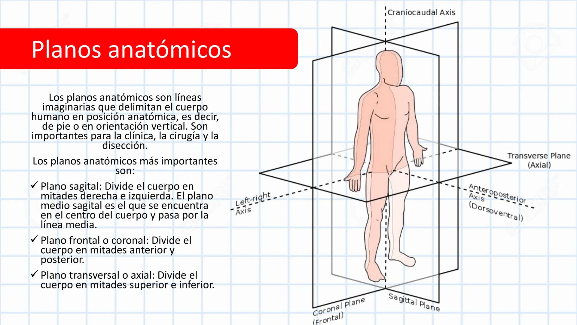 Left-right
Axis
TERMINOLOGÍA ANATÓMICA
DESCRIPTIVA
Craniocaudal Axis
Coronal Plane
(Frontal)
Sagittal Plane
Transve
(A:
Anteroposterior__
Ax