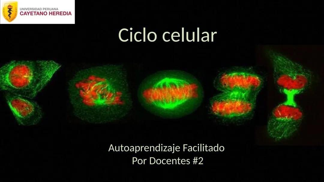 Ciclo celular
