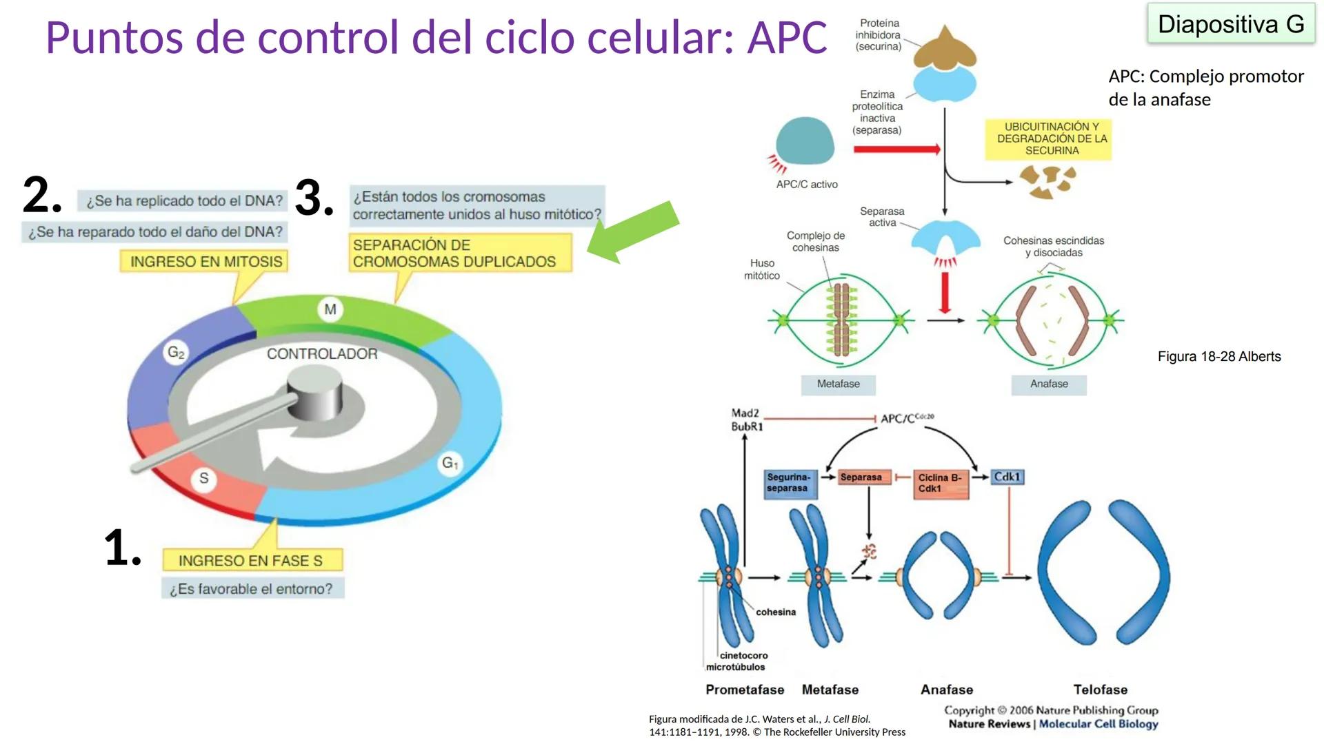 SPIRITUS URI
VUL
LT SPI
UNIVERSIDAD PERUANA
CAYETANO HEREDIA
Ciclo celular
Autoaprendizaje Facilitado
Por Docentes #2 (a) Reproducción
Divis
