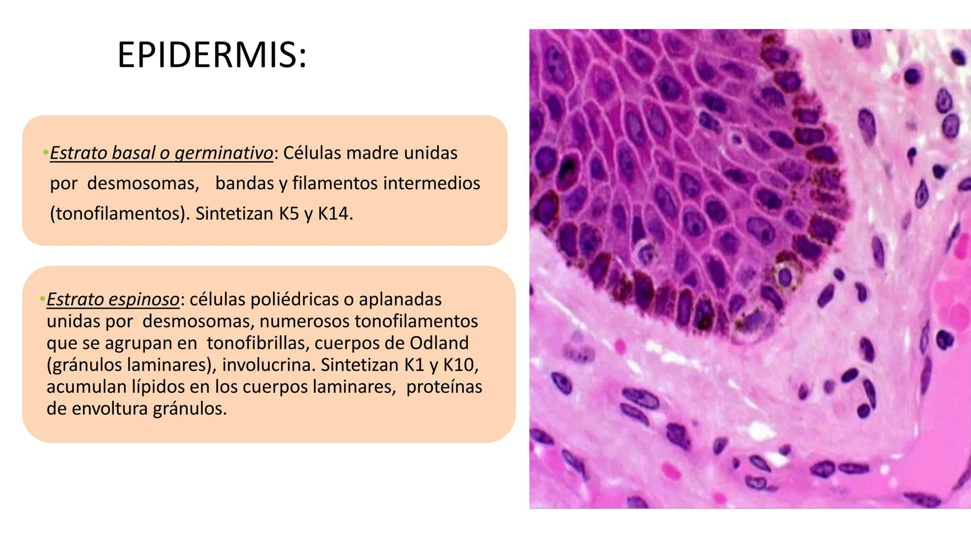 TRANSFORMA TU MUNDO EN
LA U MAS TOP DE LA REGIÓN. TEMA 01
HISTOLOGÍA DEL SISTEMA
TEGUMENTARIO
Curso: Estructura y Función 1
Docente: Silv