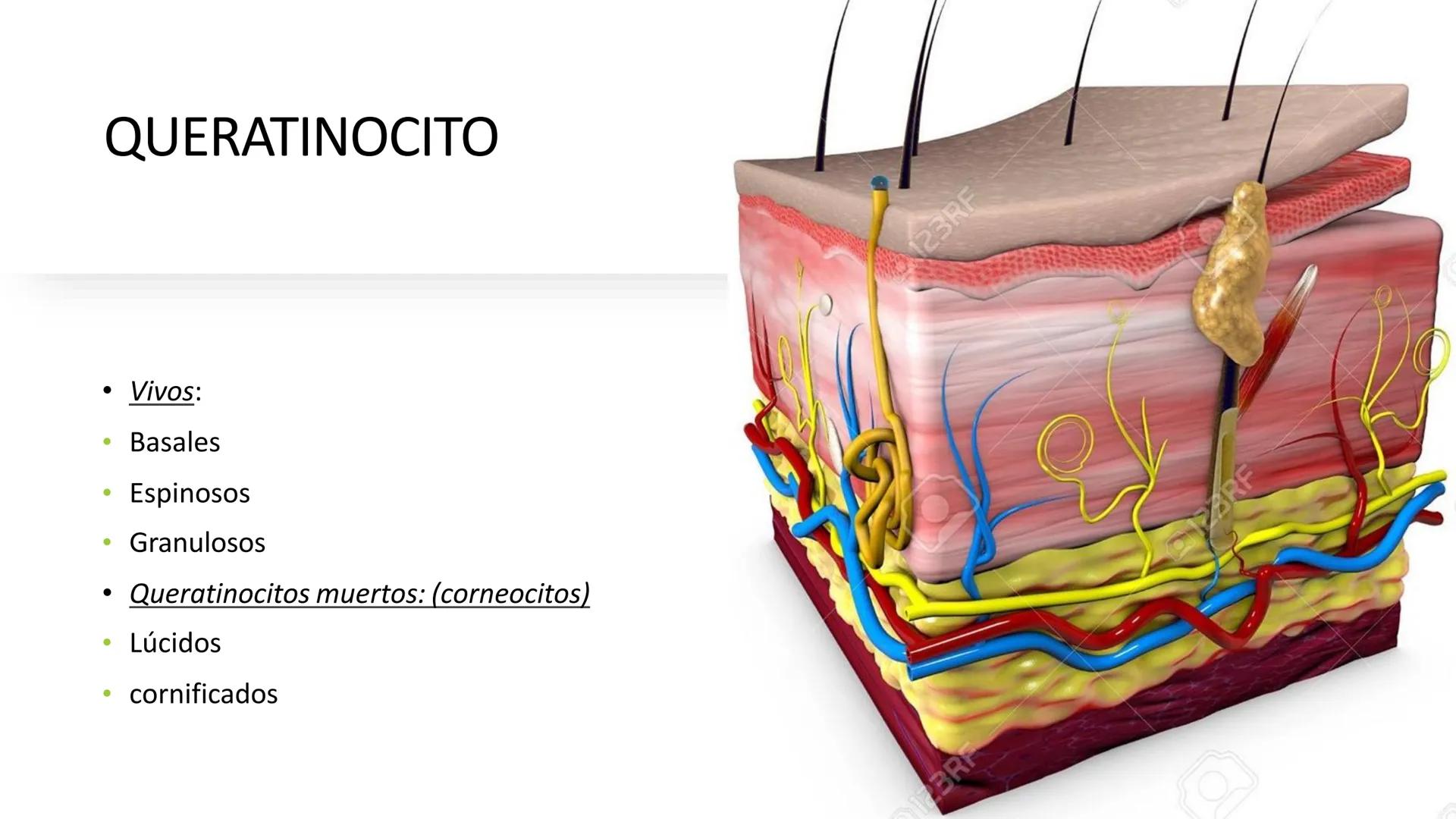 TRANSFORMA TU MUNDO EN
LA U MAS TOP DE LA REGIÓN. TEMA 01
HISTOLOGÍA DEL SISTEMA
TEGUMENTARIO
Curso: Estructura y Función 1
Docente: Silv