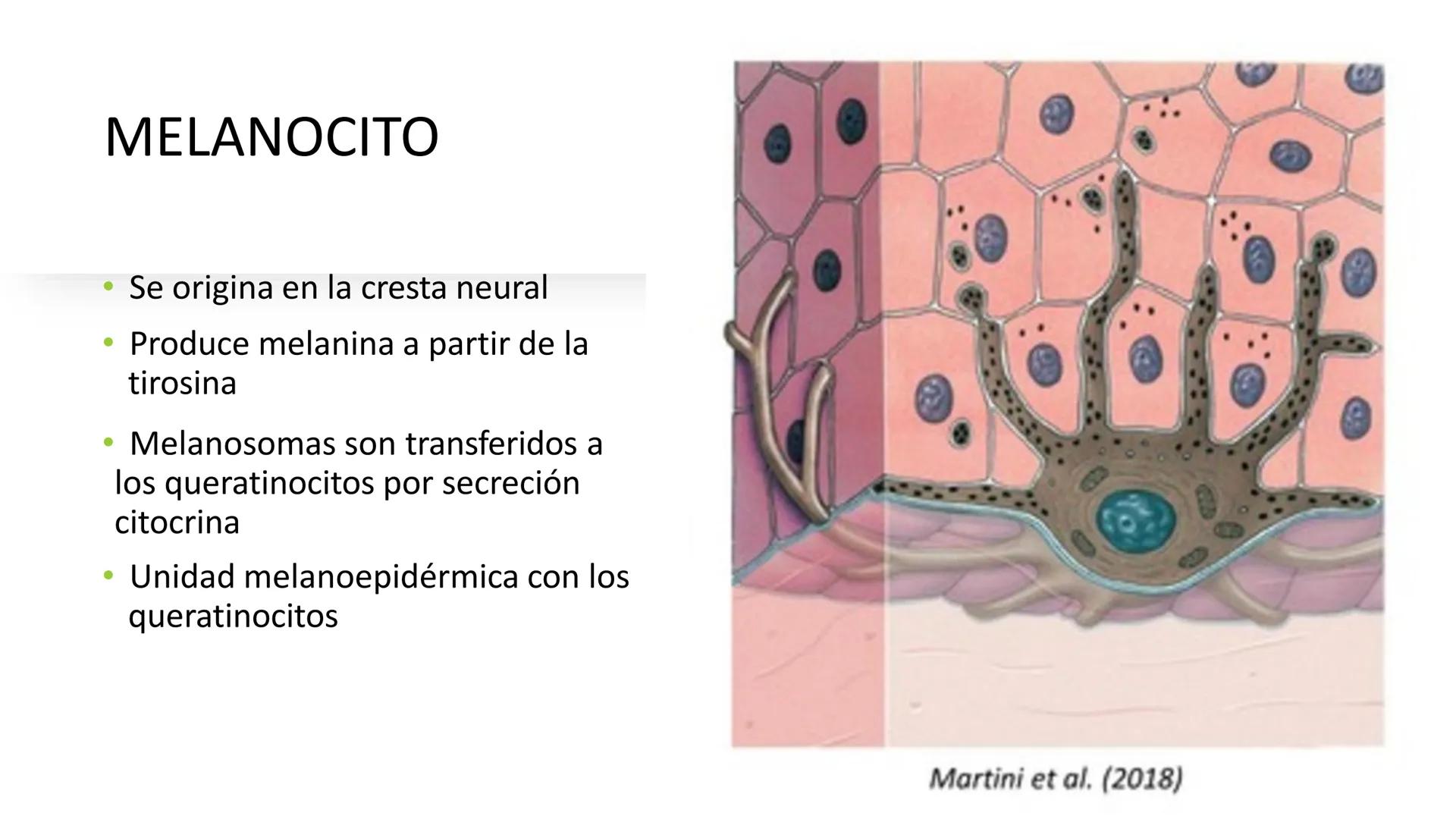 TRANSFORMA TU MUNDO EN
LA U MAS TOP DE LA REGIÓN. TEMA 01
HISTOLOGÍA DEL SISTEMA
TEGUMENTARIO
Curso: Estructura y Función 1
Docente: Silv
