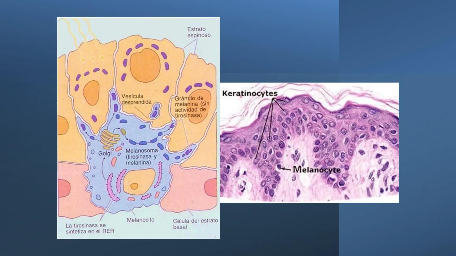 TRANSFORMA TU MUNDO EN
LA U MAS TOP DE LA REGIÓN. TEMA 01
HISTOLOGÍA DEL SISTEMA
TEGUMENTARIO
Curso: Estructura y Función 1
Docente: Silv