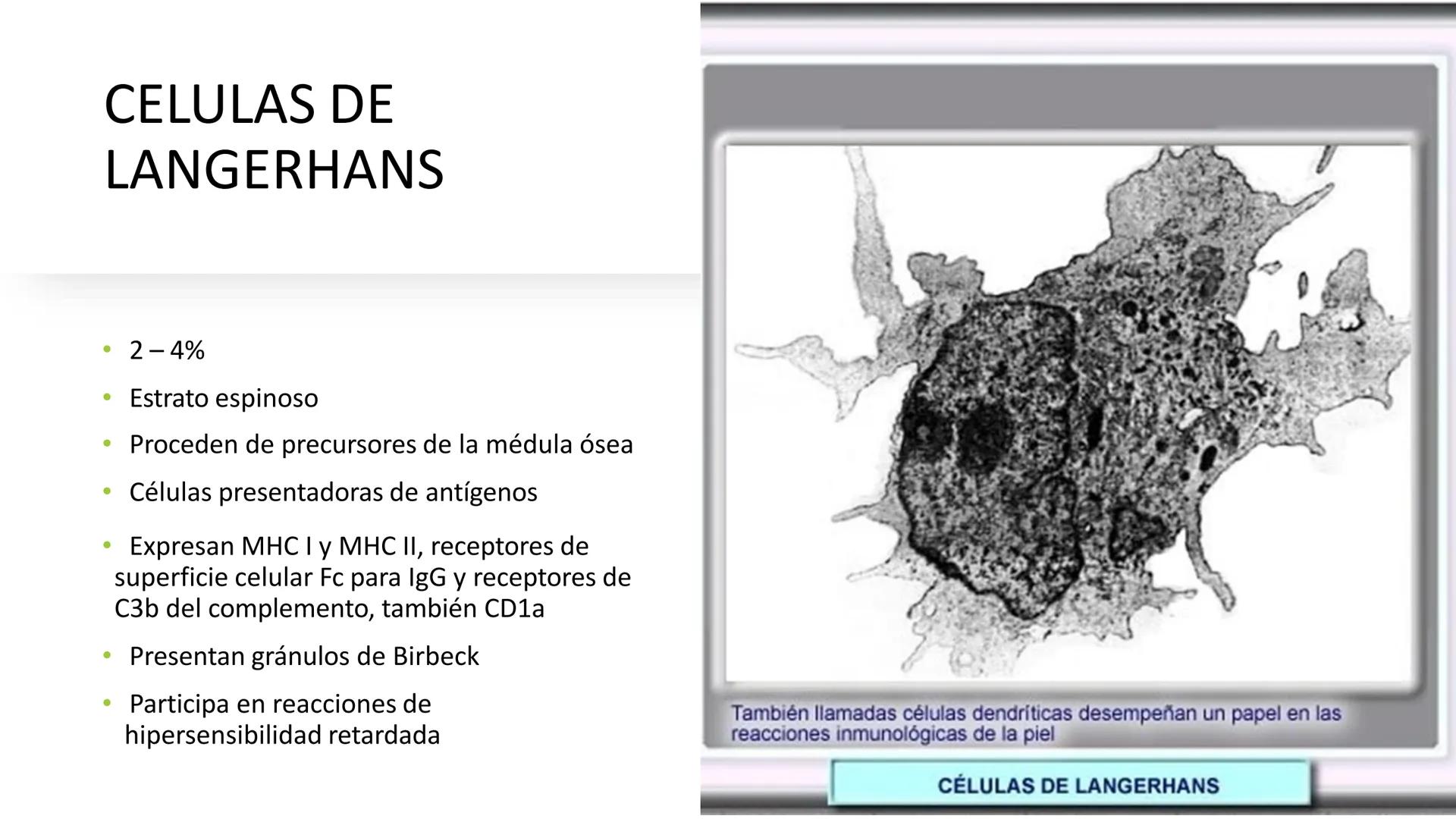 TRANSFORMA TU MUNDO EN
LA U MAS TOP DE LA REGIÓN. TEMA 01
HISTOLOGÍA DEL SISTEMA
TEGUMENTARIO
Curso: Estructura y Función 1
Docente: Silv