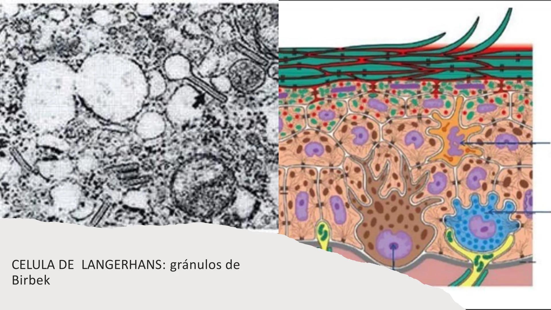 TRANSFORMA TU MUNDO EN
LA U MAS TOP DE LA REGIÓN. TEMA 01
HISTOLOGÍA DEL SISTEMA
TEGUMENTARIO
Curso: Estructura y Función 1
Docente: Silv