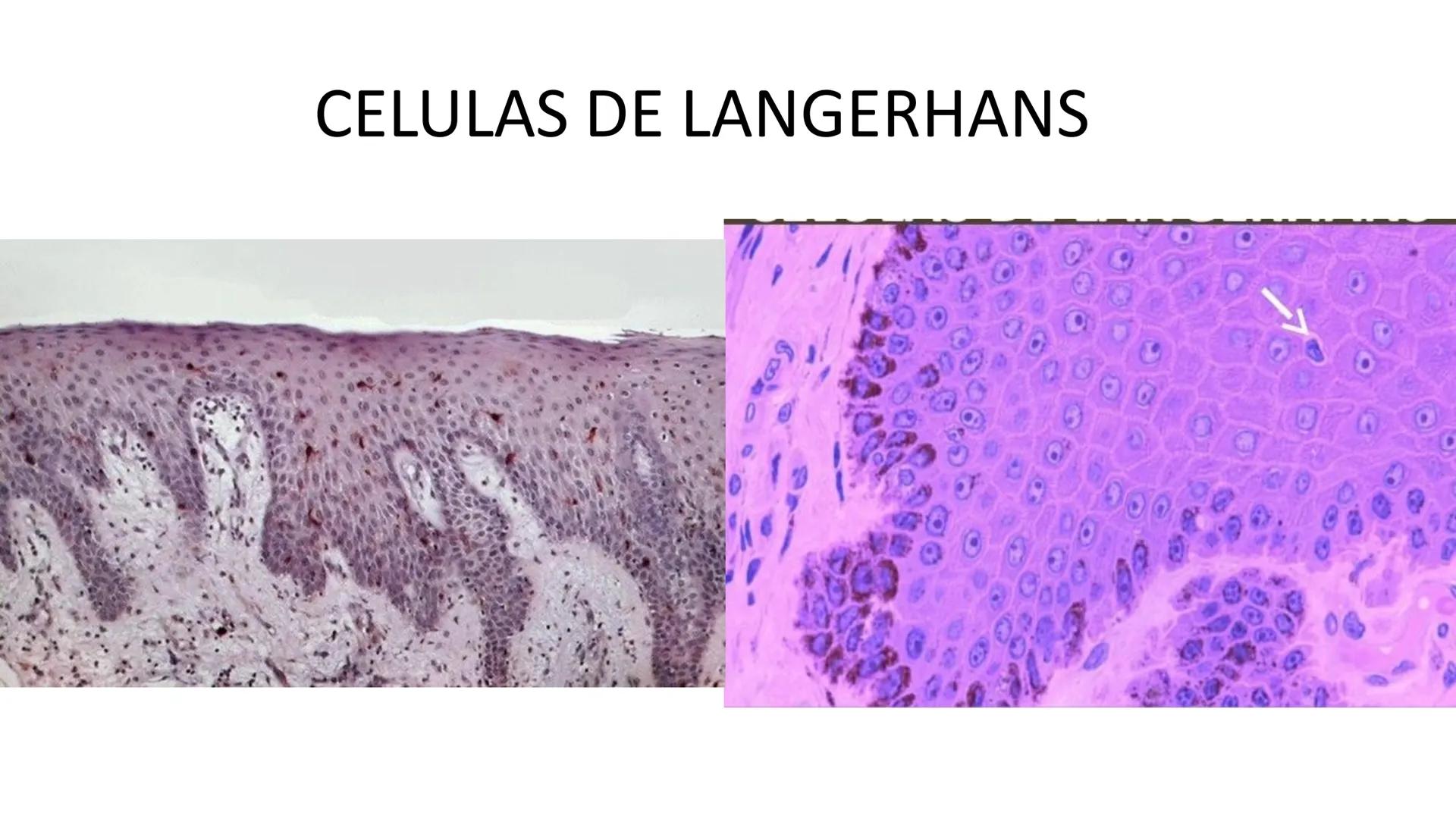TRANSFORMA TU MUNDO EN
LA U MAS TOP DE LA REGIÓN. TEMA 01
HISTOLOGÍA DEL SISTEMA
TEGUMENTARIO
Curso: Estructura y Función 1
Docente: Silv
