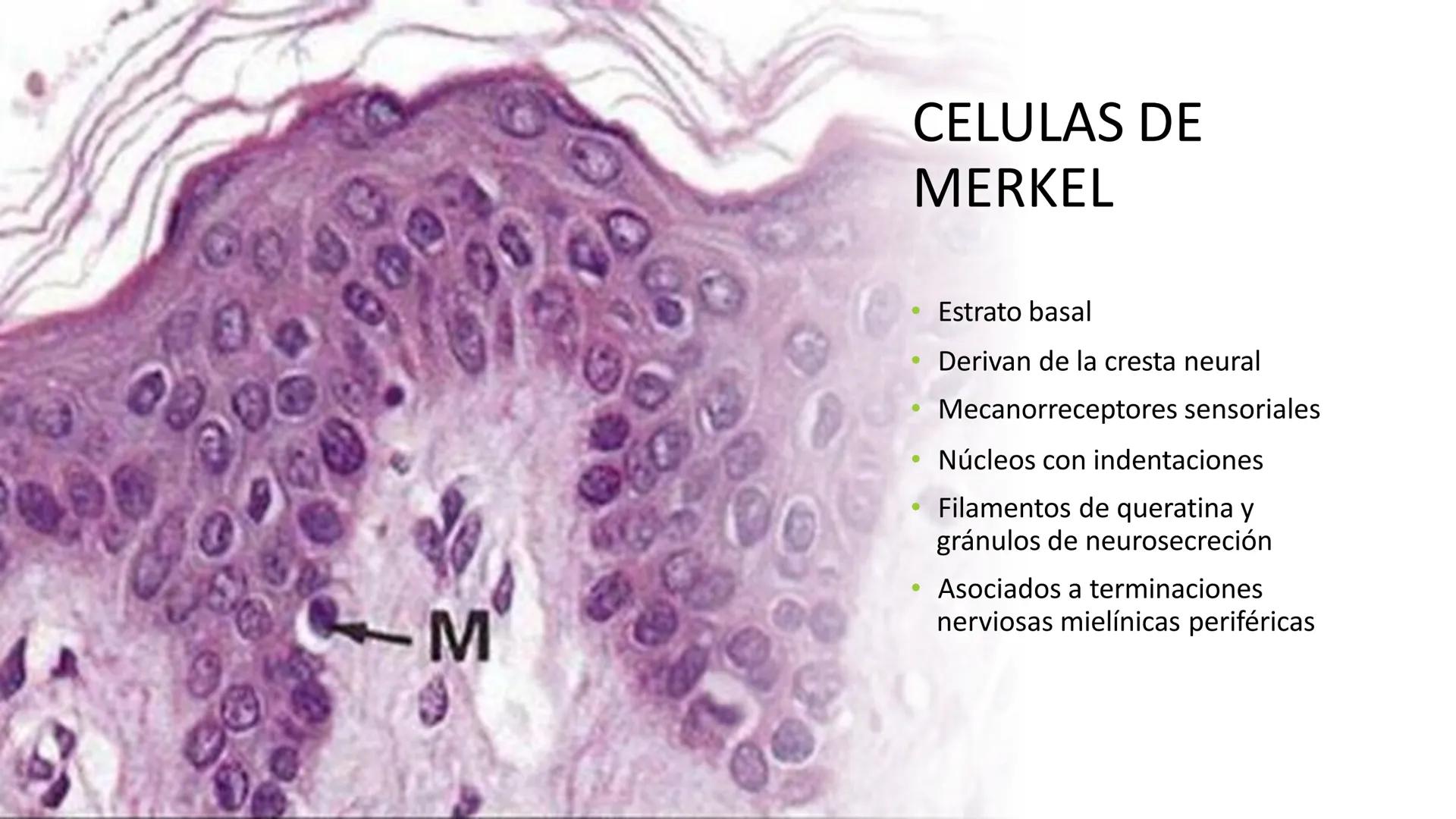 TRANSFORMA TU MUNDO EN
LA U MAS TOP DE LA REGIÓN. TEMA 01
HISTOLOGÍA DEL SISTEMA
TEGUMENTARIO
Curso: Estructura y Función 1
Docente: Silv