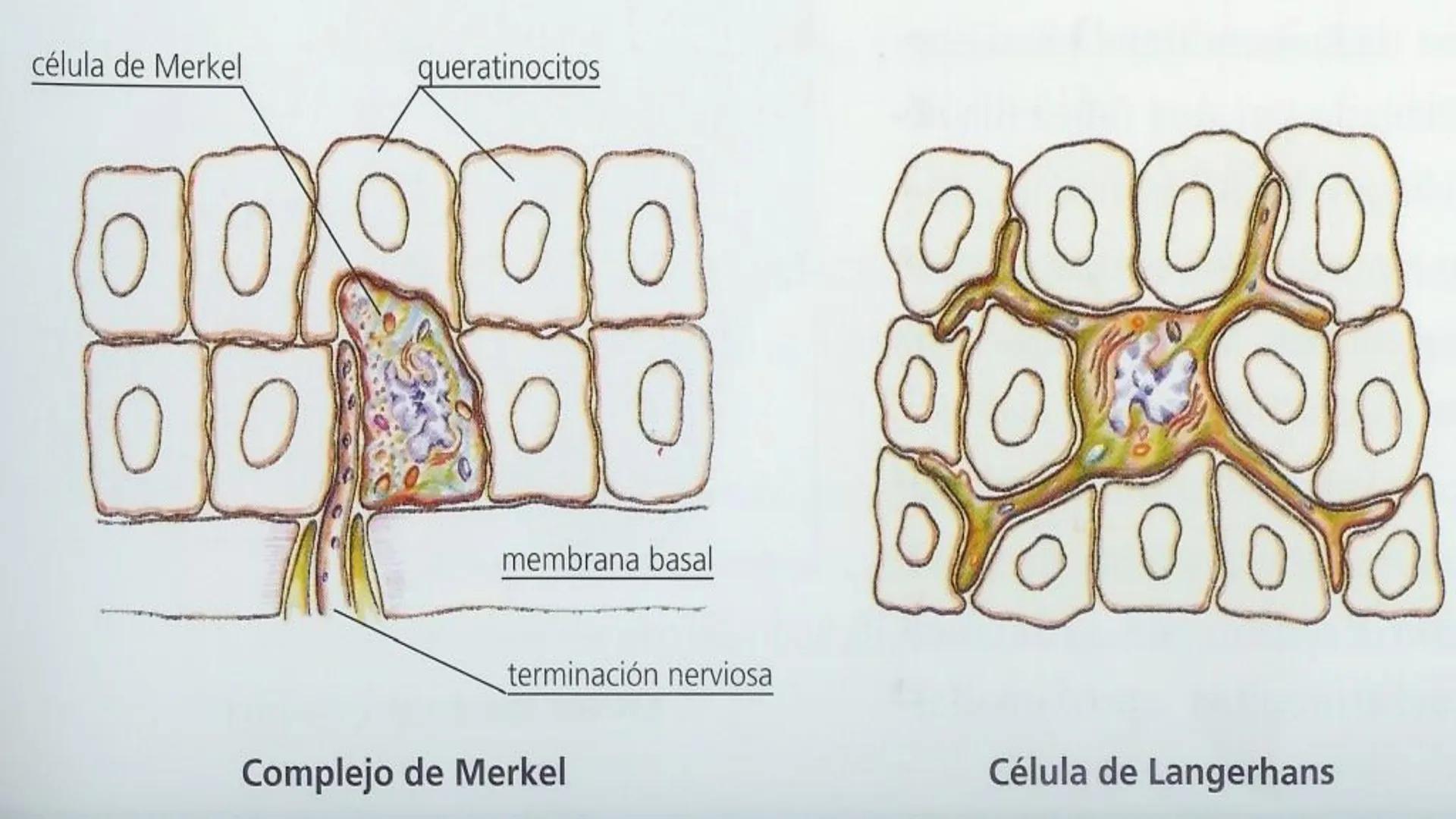 TRANSFORMA TU MUNDO EN
LA U MAS TOP DE LA REGIÓN. TEMA 01
HISTOLOGÍA DEL SISTEMA
TEGUMENTARIO
Curso: Estructura y Función 1
Docente: Silv