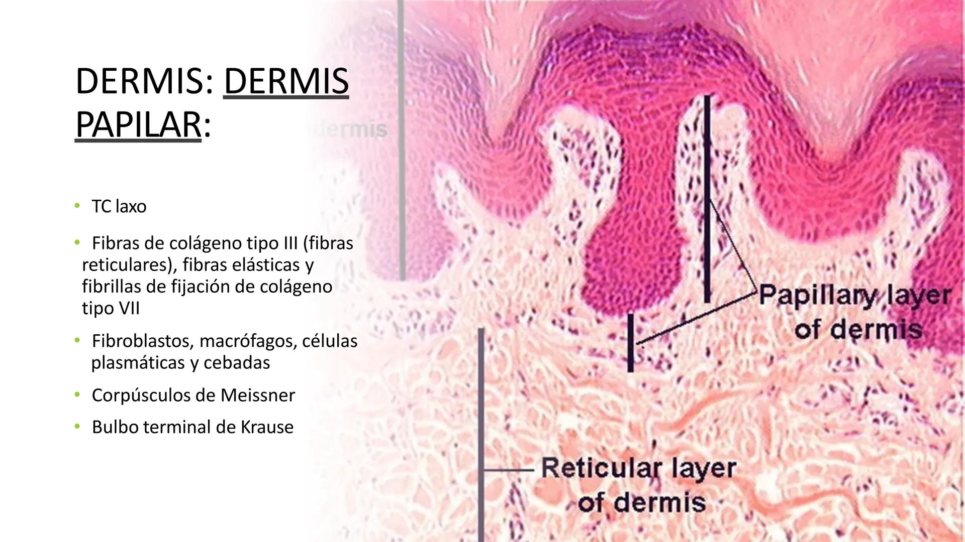 TRANSFORMA TU MUNDO EN
LA U MAS TOP DE LA REGIÓN. TEMA 01
HISTOLOGÍA DEL SISTEMA
TEGUMENTARIO
Curso: Estructura y Función 1
Docente: Silv
