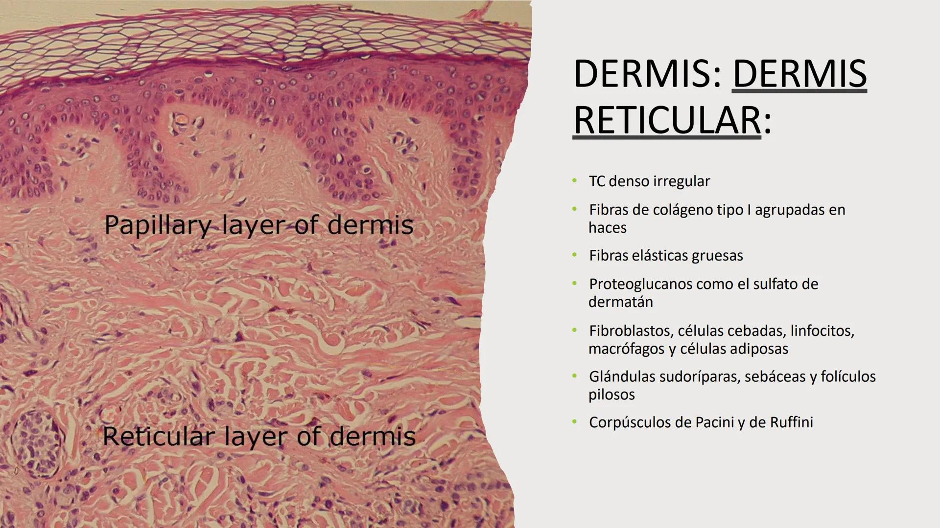 TRANSFORMA TU MUNDO EN
LA U MAS TOP DE LA REGIÓN. TEMA 01
HISTOLOGÍA DEL SISTEMA
TEGUMENTARIO
Curso: Estructura y Función 1
Docente: Silv