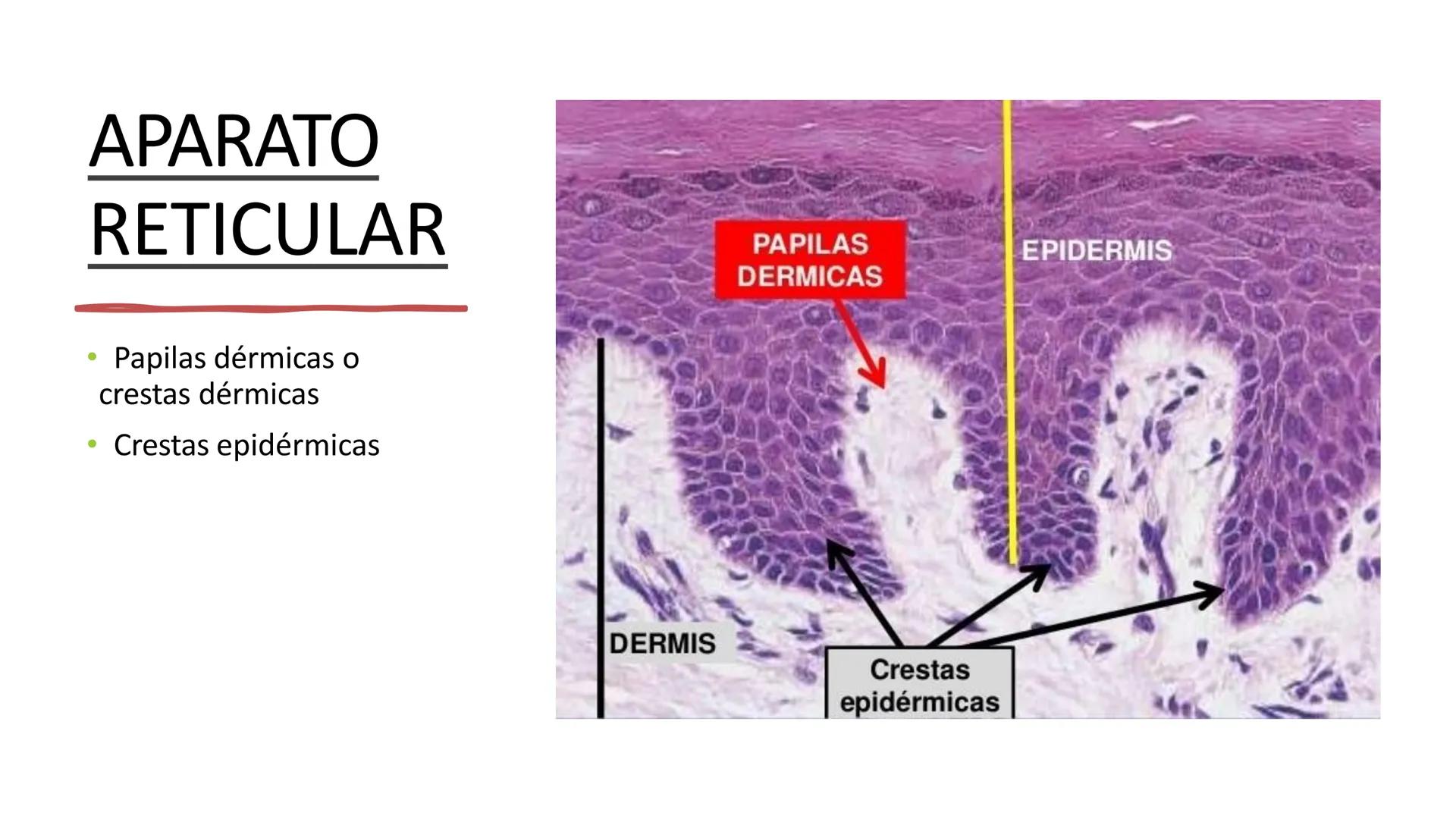 TRANSFORMA TU MUNDO EN
LA U MAS TOP DE LA REGIÓN. TEMA 01
HISTOLOGÍA DEL SISTEMA
TEGUMENTARIO
Curso: Estructura y Función 1
Docente: Silv